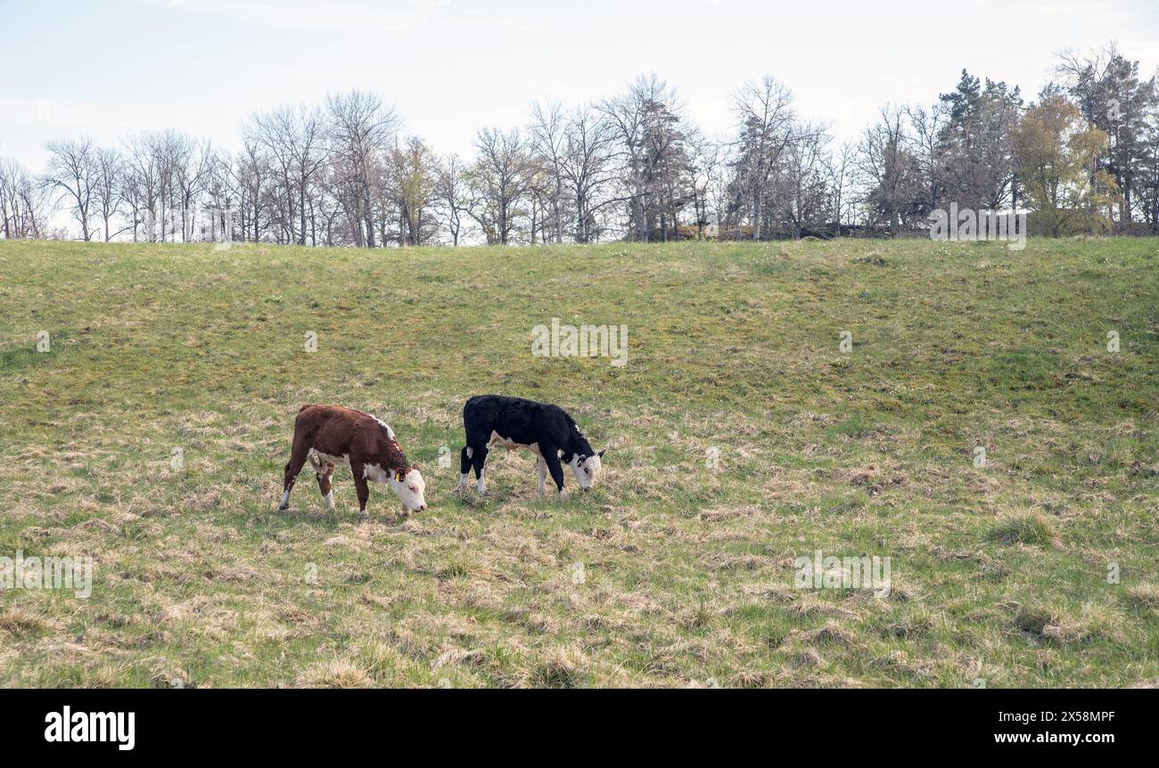Zwei Kuhkälber auf grüner Weide Stockfoto