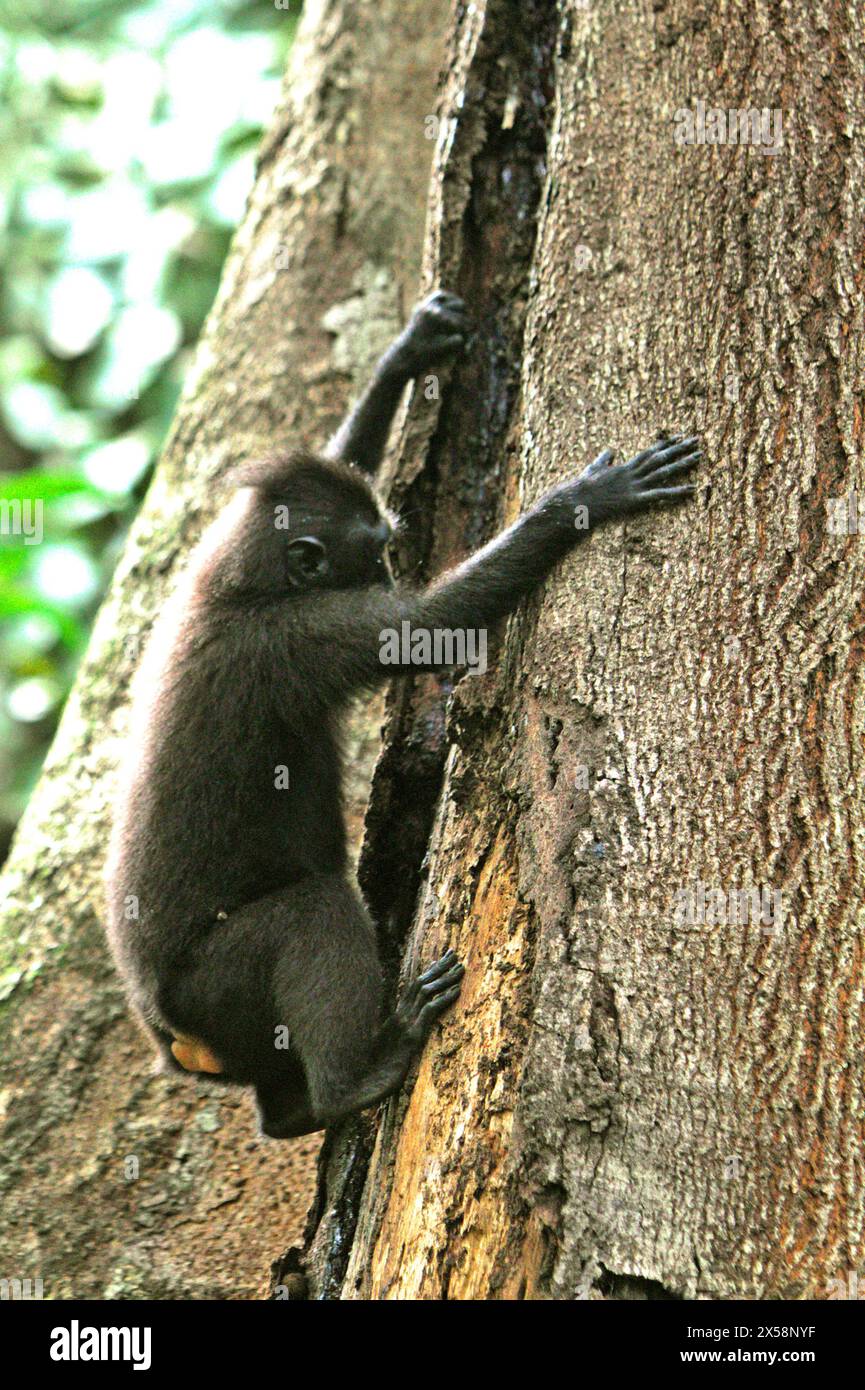 Ein Schwarzkäppchen (Macaca nigra) schaut sich einen Riss am Stamm genau an und sucht nach potenziellem Nahrungsmaterial, während er auf einen riesigen Baum im Tangkoko-Wald im Norden von Sulawesi, Indonesien klettert. Der Klimawandel ist einer der wichtigsten Faktoren, die die biologische Vielfalt weltweit mit alarmierender Geschwindigkeit beeinflussen, so ein Team von Wissenschaftlern unter der Leitung von Antonio acini Vasquez-Aguilar in ihrem Artikel vom März 2024 über environ Monit Assessment. Die International Union for Conservation of Nature (IUCN) sagt auch, dass steigende Temperaturen zu ökologischen, verhaltensbezogenen und physiologischen Veränderungen bei Wildtieren und... Stockfoto