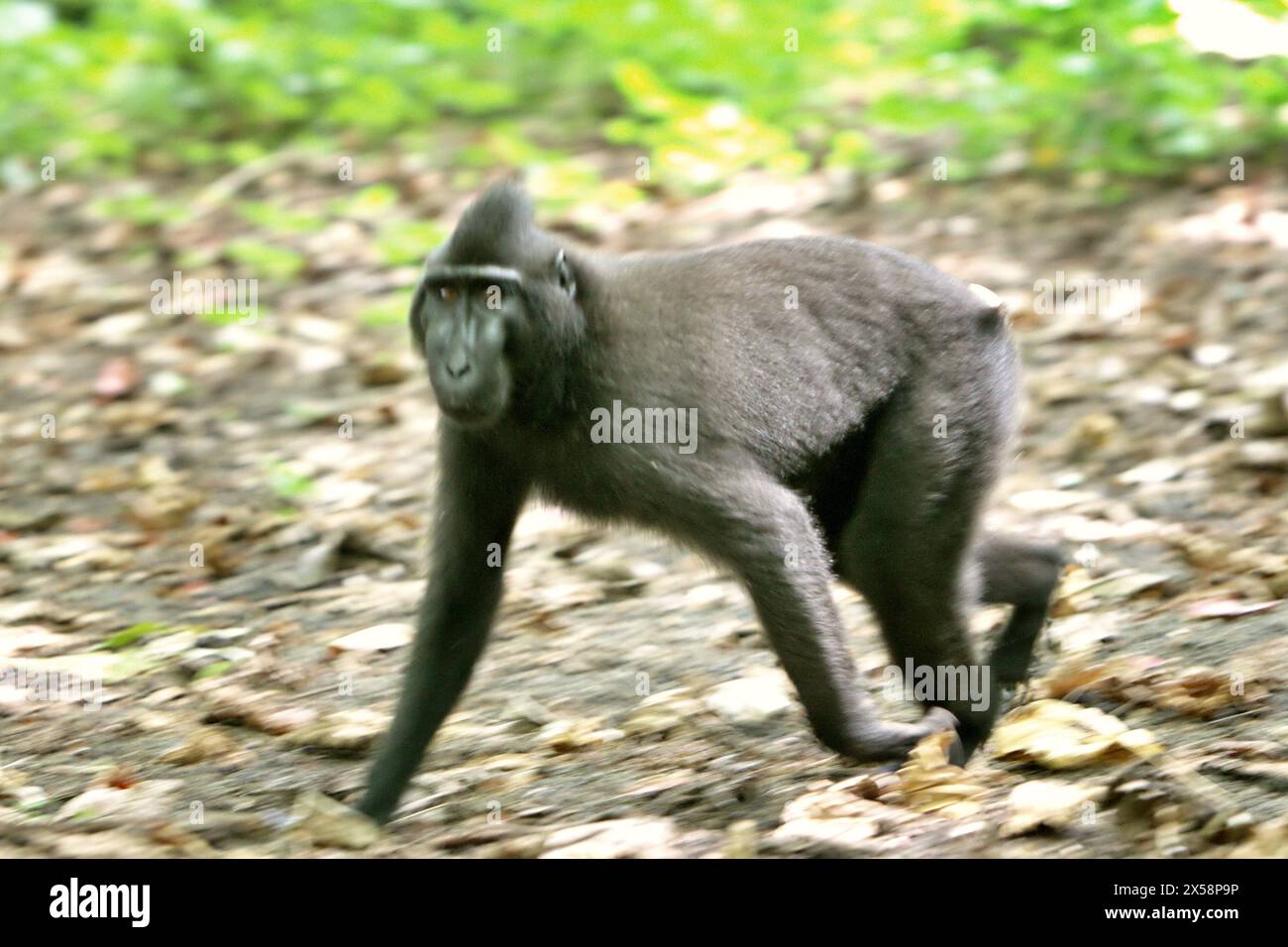 Ein Haubenmakaken (Macaca nigra) bewegt sich auf dem Boden im Tangkoko-Wald in Nord-Sulawesi, Indonesien. Der Klimawandel ist einer der wichtigsten Faktoren, die die biologische Vielfalt weltweit mit alarmierender Geschwindigkeit beeinflussen, so ein Team von Wissenschaftlern unter der Leitung von Antonio acini Vasquez-Aguilar in ihrem Artikel vom März 2024 über environ Monit Assessment. Die International Union for Conservation of Nature (IUCN) sagt auch, dass steigende Temperaturen zu ökologischen, verhaltensbezogenen und physiologischen Veränderungen der Tierarten und der Artenvielfalt geführt haben. Derzeit haben etwa ein Viertel der Primaten Temperaturen über... Stockfoto