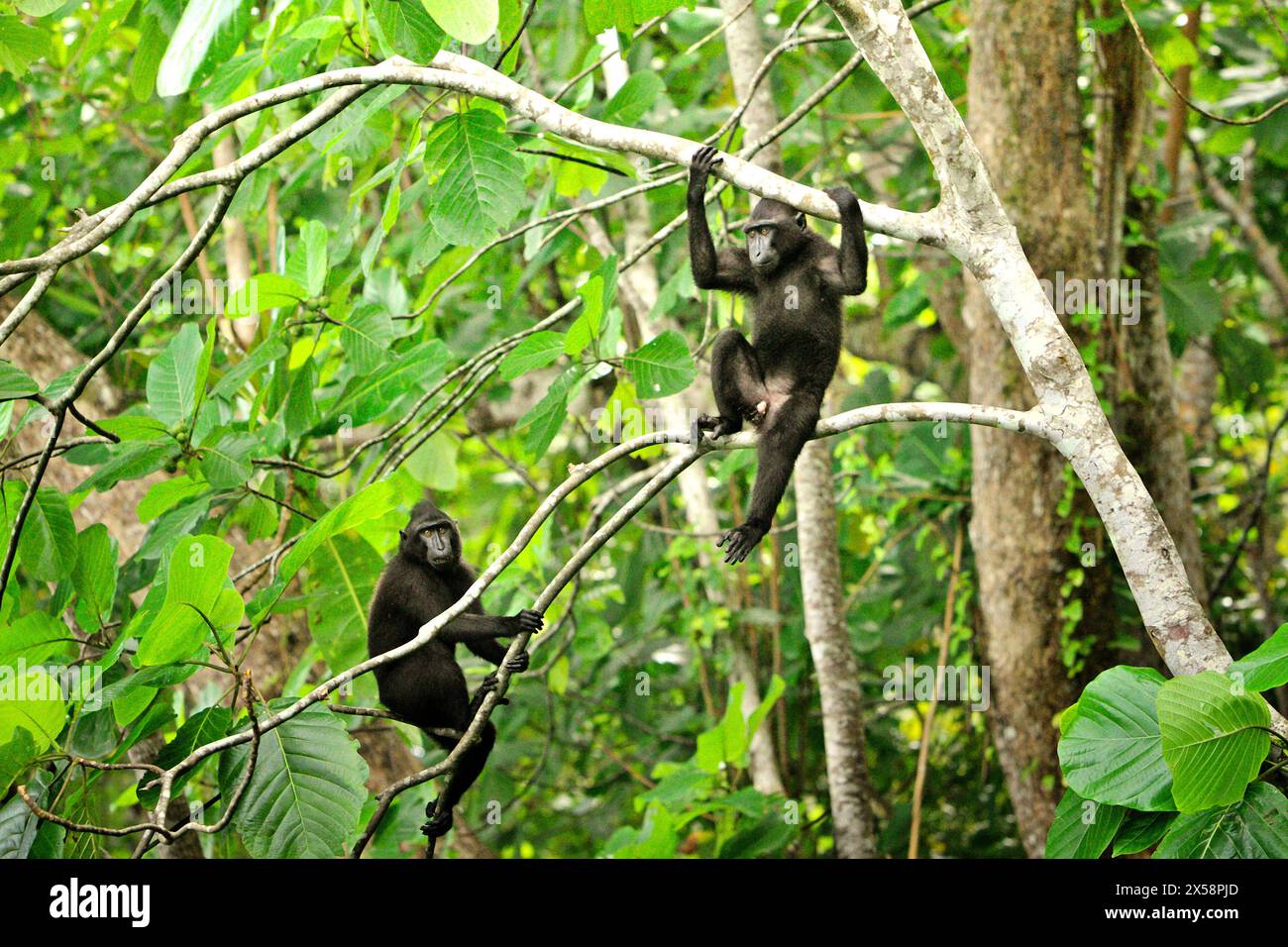 Junge Haubenmakaken (Macaca nigra) sitzen auf Ästen im Tangkoko-Wald, Nord-Sulawesi, Indonesien. Der Klimawandel ist einer der wichtigsten Faktoren, die die biologische Vielfalt weltweit mit alarmierender Geschwindigkeit beeinflussen, so ein Team von Wissenschaftlern unter der Leitung von Antonio acini Vasquez-Aguilar in ihrem Artikel vom März 2024 in environ Monit Assete. Die International Union for Conservation of Nature (IUCN) sagt auch, dass steigende Temperaturen zu ökologischen, verhaltensbezogenen und physiologischen Veränderungen der Tierarten und der Artenvielfalt geführt haben. Derzeit haben etwa ein Viertel der Primaten Temperaturen über Stockfoto