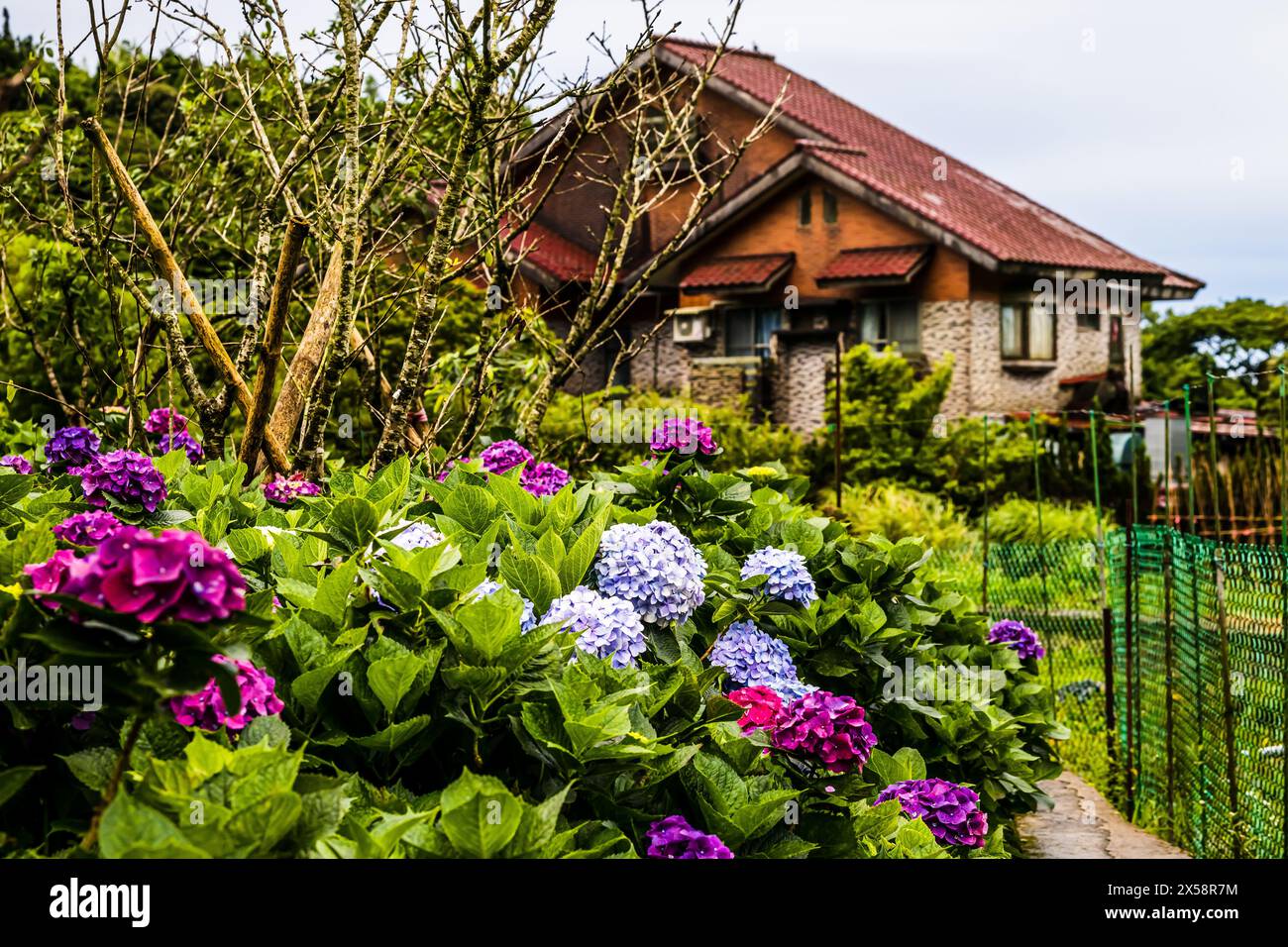 Mehrfarbige Hortensie-Blüten am frühen Morgen des Frühlings in einem Garten in Zhuzihu (Bambussee auf Chinesisch), Yangmingshan, Taipeh City, Taiwan. Stockfoto