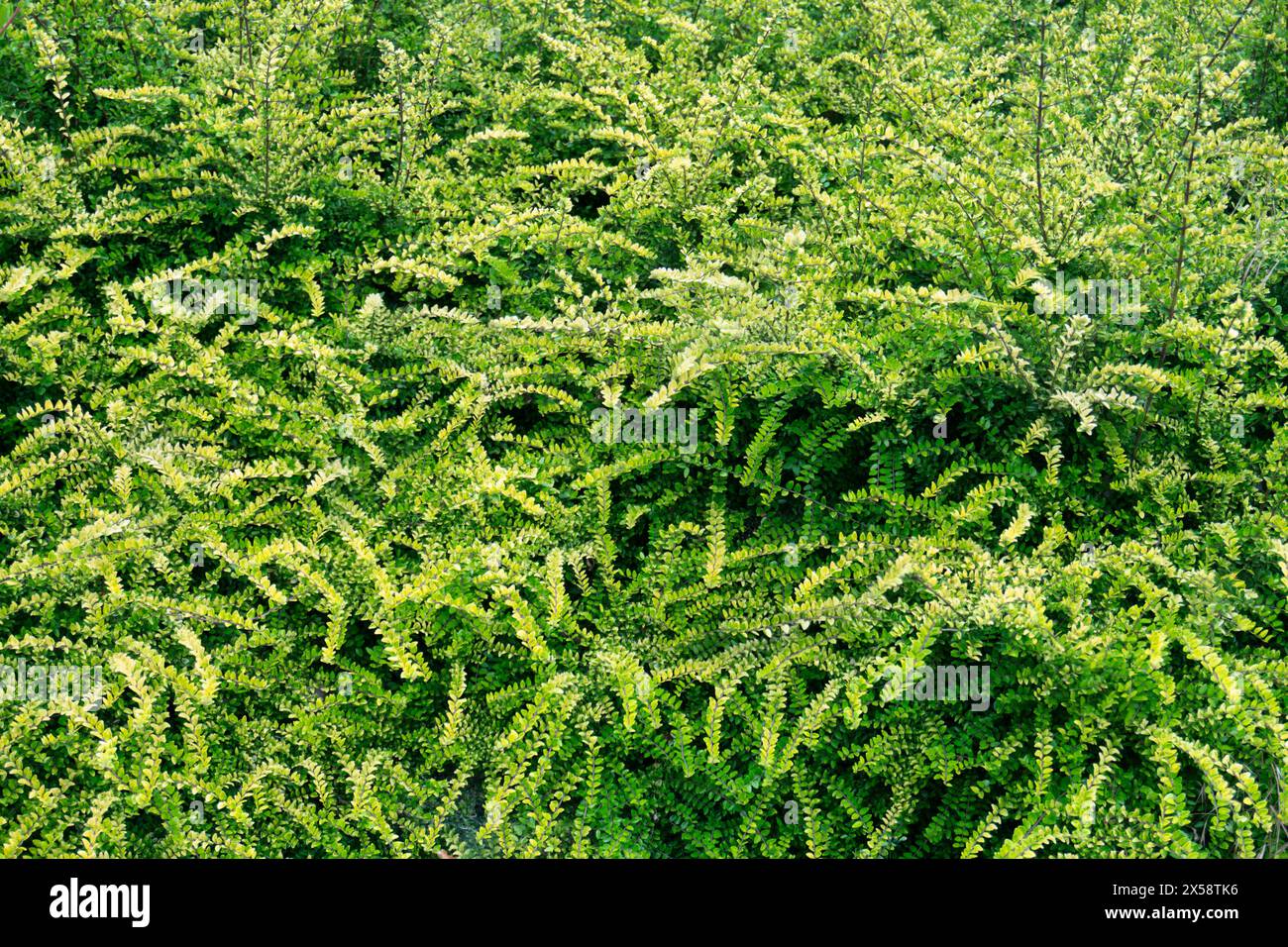 Lonicera pileata, Buschgeißblatt oder Moosgrün, Garten immergrüner Sträucher mit gepaarten, glänzenden, länglichen bis lanzenförmigen, Mittel- bis hellgrünen Blättern Stockfoto