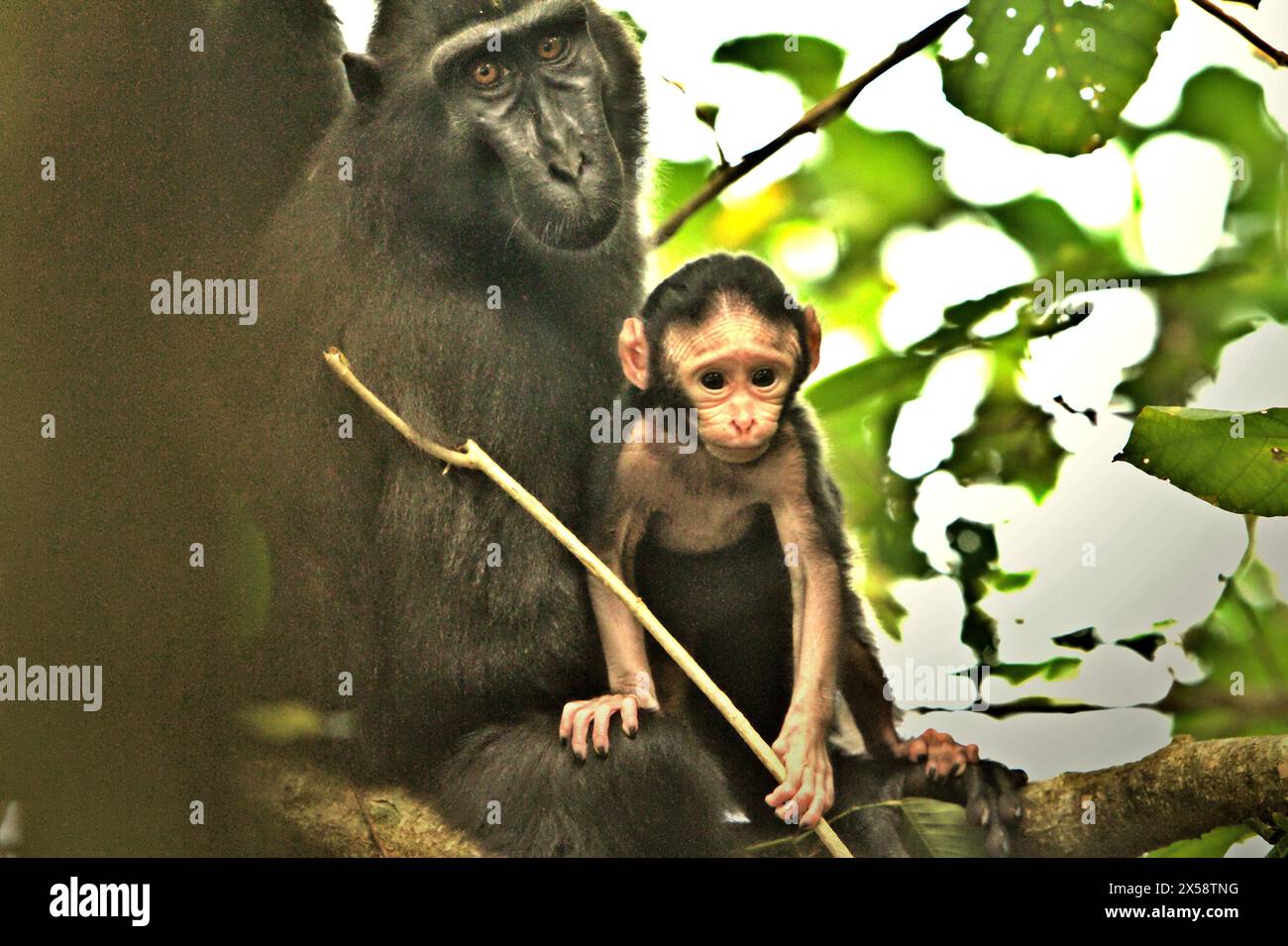 Porträt eines Nachwuchses des Schwarzhaubenmakaken (Macaca nigra) mit seiner Mutter im Tangkoko-Wald in Nord-Sulawesi, Indonesien. Der Klimawandel ist einer der wichtigsten Faktoren, die die biologische Vielfalt weltweit mit alarmierender Geschwindigkeit beeinflussen, so ein Team von Wissenschaftlern unter der Leitung von Antonio acini Vasquez-Aguilar in ihrem Artikel vom März 2024 in environ Monit Assete. Die International Union for Conservation of Nature (IUCN) sagt auch, dass steigende Temperaturen zu ökologischen, verhaltensbezogenen und physiologischen Veränderungen der Tierarten und der Artenvielfalt geführt haben. Derzeit sind etwa ein Viertel der Primaten... Stockfoto