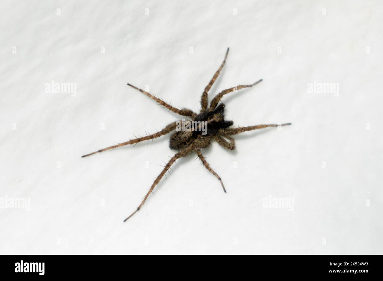 Pardosa-Wolfsspinne. England, Großbritannien Stockfoto