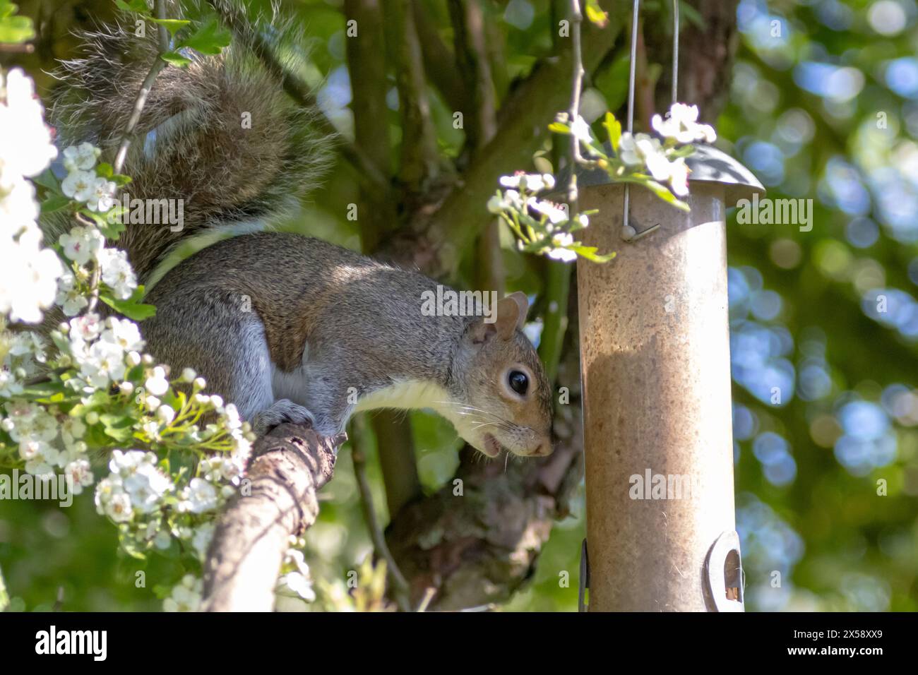 Graues Eichhörnchen, Sciurus carolinensis sitzt neben einem Vogelfutter in Sussex, Großbritannien Stockfoto