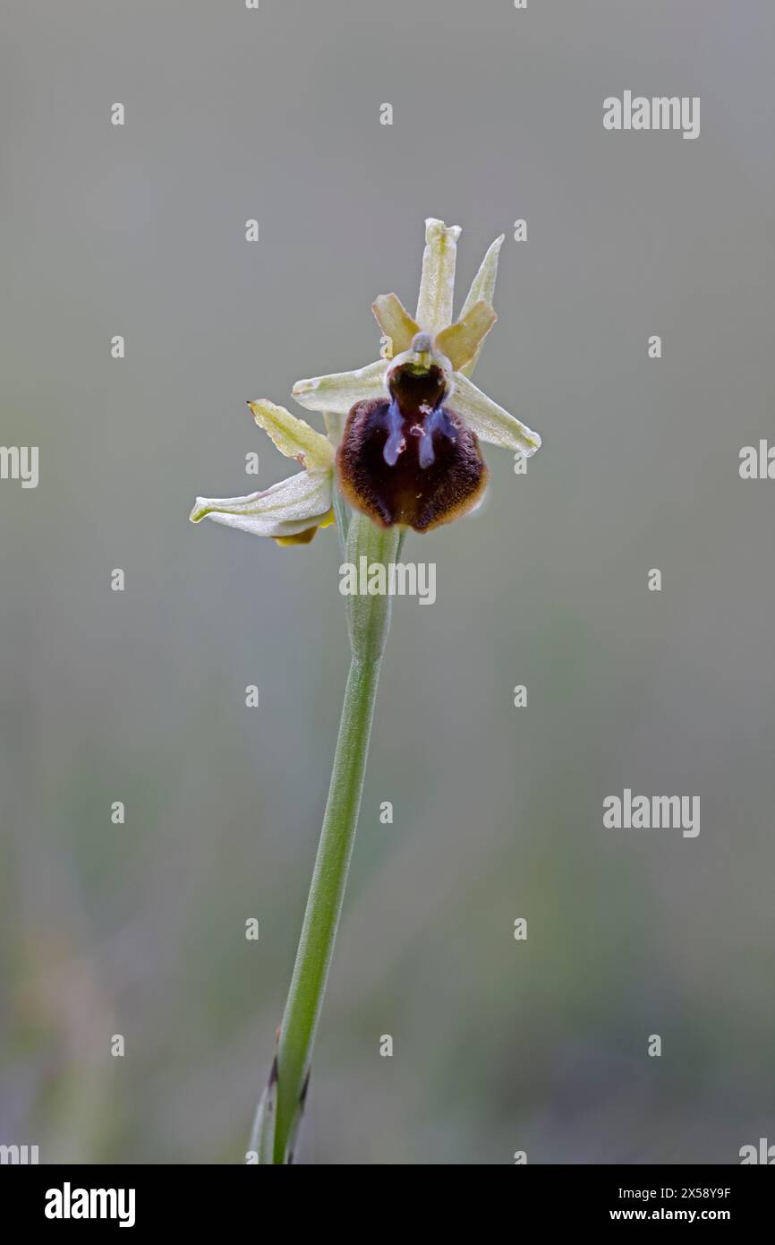Early Spider Orchid im Dancing Ledge Dorset UK Stockfoto