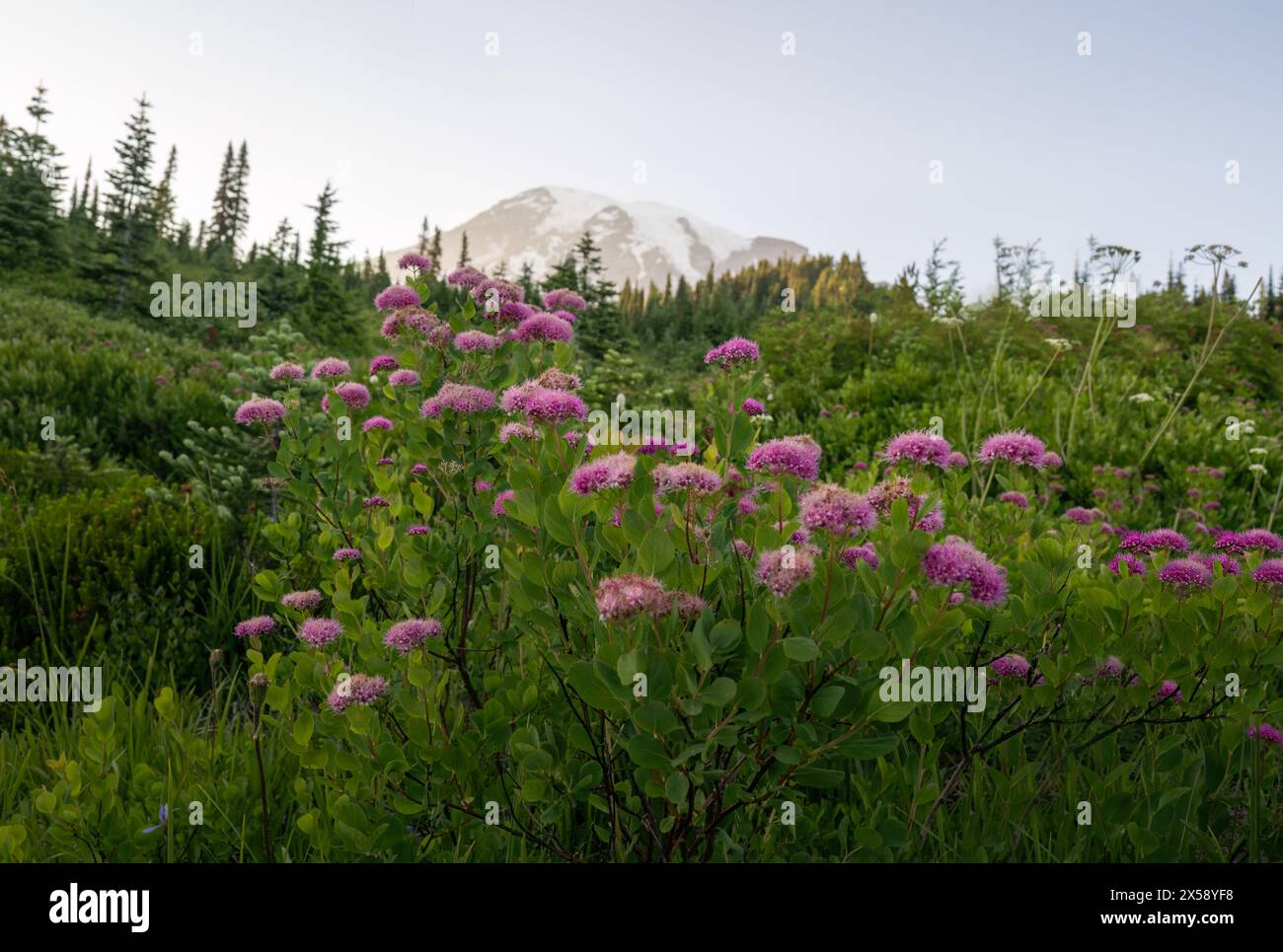 Rosy Spirea mit Mount Rainier im Hintergrund. Paradise Valley. Mt Rainier National Park. Bundesstaat Washington. Stockfoto