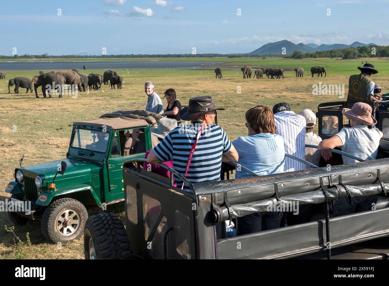 Touristen in Safari-Jeeps bewundern eine Herde wilder Elefanten, die neben dem Tank im Minneriya-Nationalpark in Sri Lanka weiden. Stockfoto