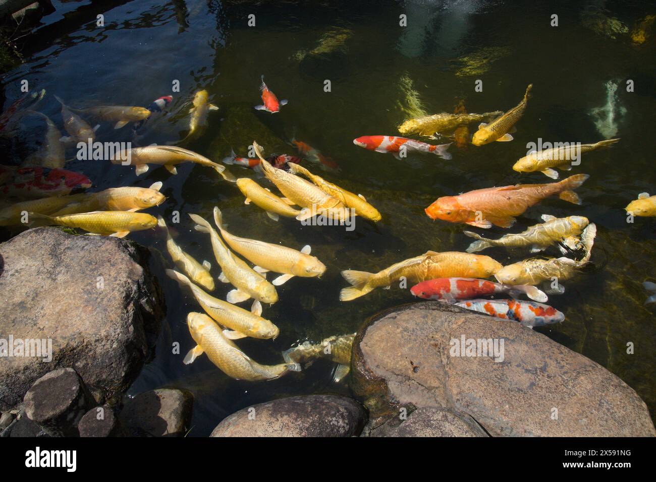 Shiomi nawate Fotos und Bildmaterial in hoher Auflösung Alamy