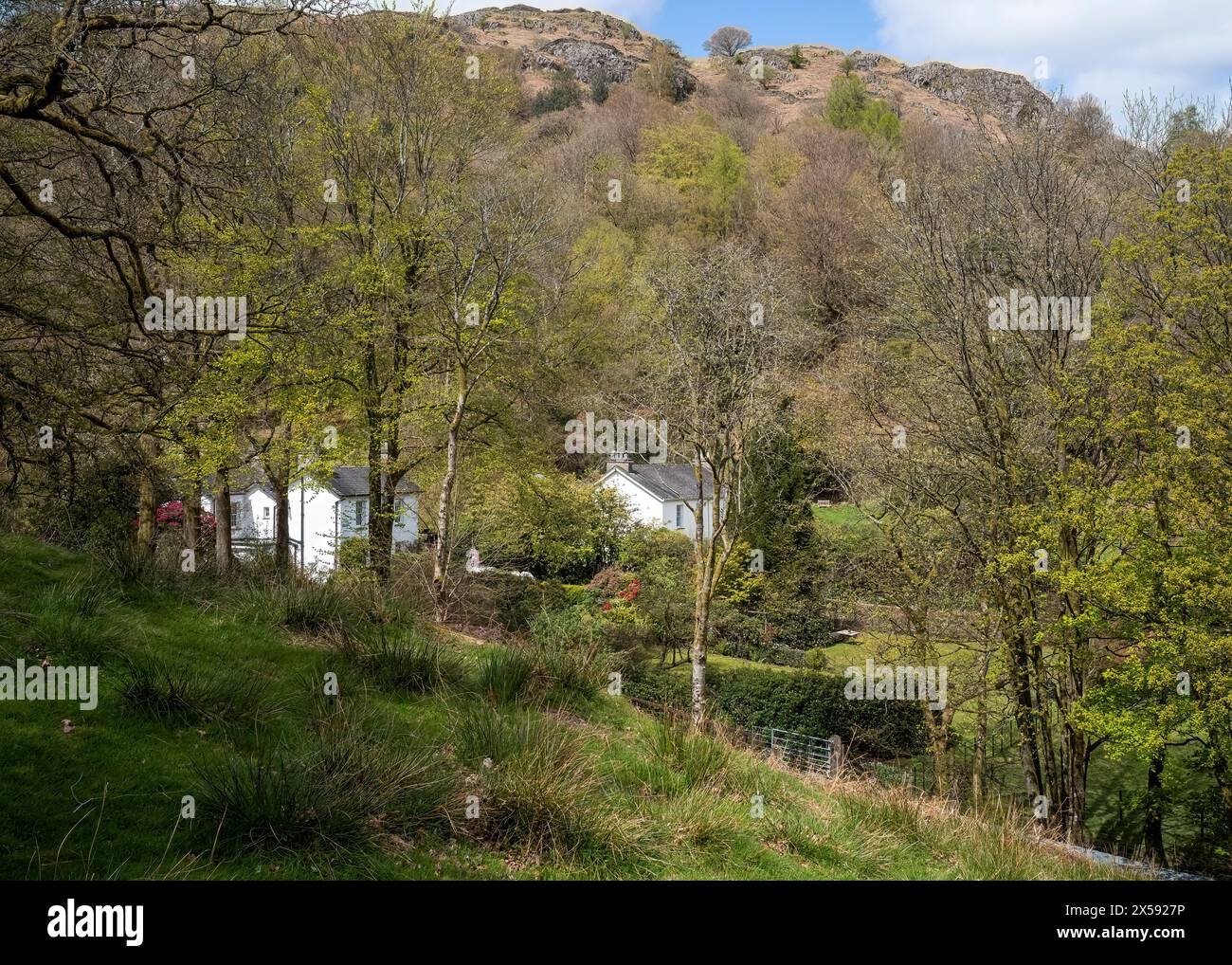 Berühmte weiß getünchte Häuser in sylvan-Umgebung, Grasmere, Lake District National Park, Cumbria, Großbritannien Stockfoto