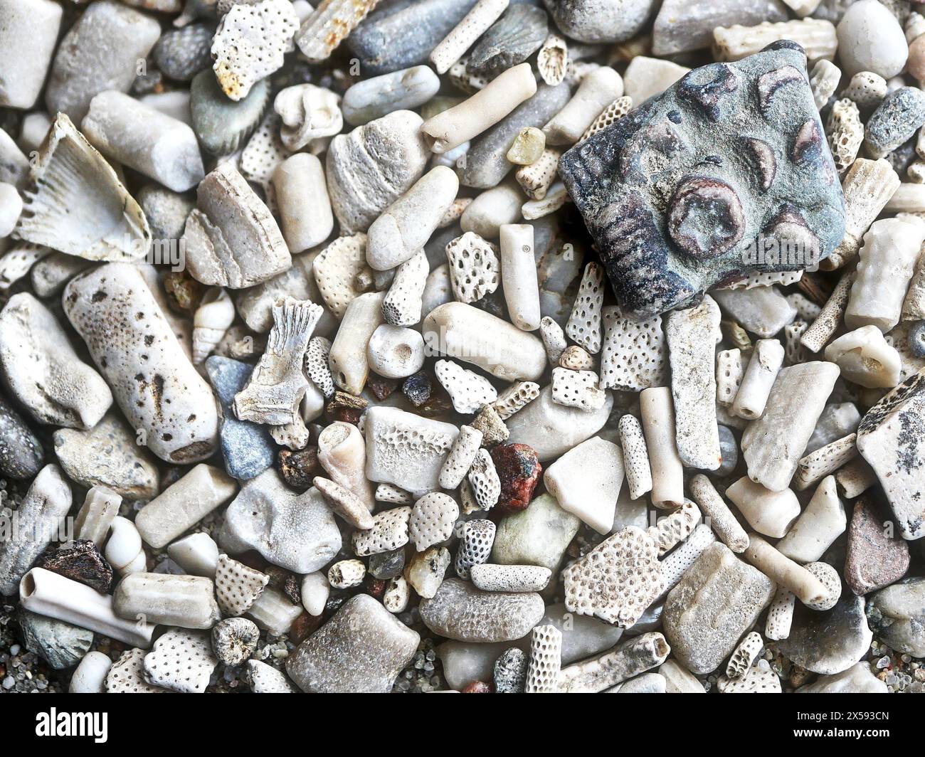 Kleine fossile Lilienstämme, Seeigelstacheln und versteinerte Reste aus der Ostsee. Ideale Sammlerstücke und faszinierende Hintergründe Stockfoto