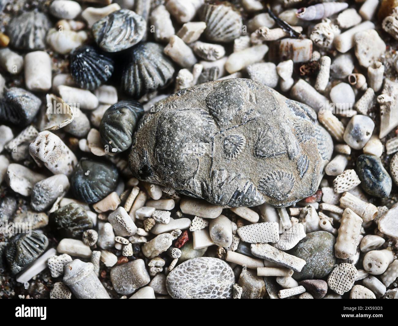 Fossilienabdrücke aus der Ostsee: Muscheln-, Wirbelsäulen- und Pflanzenstielabdrücke in Kieselsteinen a.gravelly Strandsand. Ideal für Sammler und Dekorationen Stockfoto