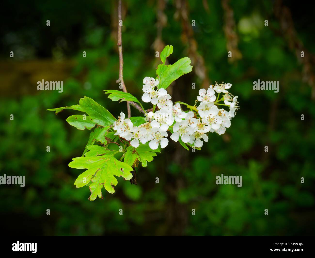 Eine Gruppe weißer Blüten auf Weißdorn (Crataegus monogyna), auch bekannt als Mai, was die Jahreszeit widerspiegelt, in der sie normalerweise blühen. Stockfoto