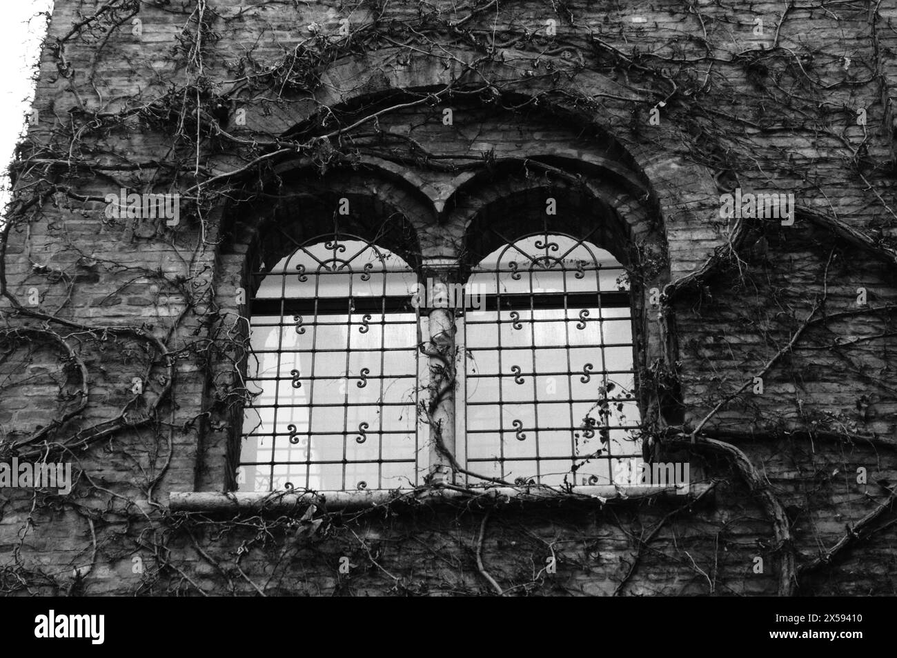 Padua, Italien, mittelalterliches Fenster in einem alten Haus versteckt in Efeu Stockfoto