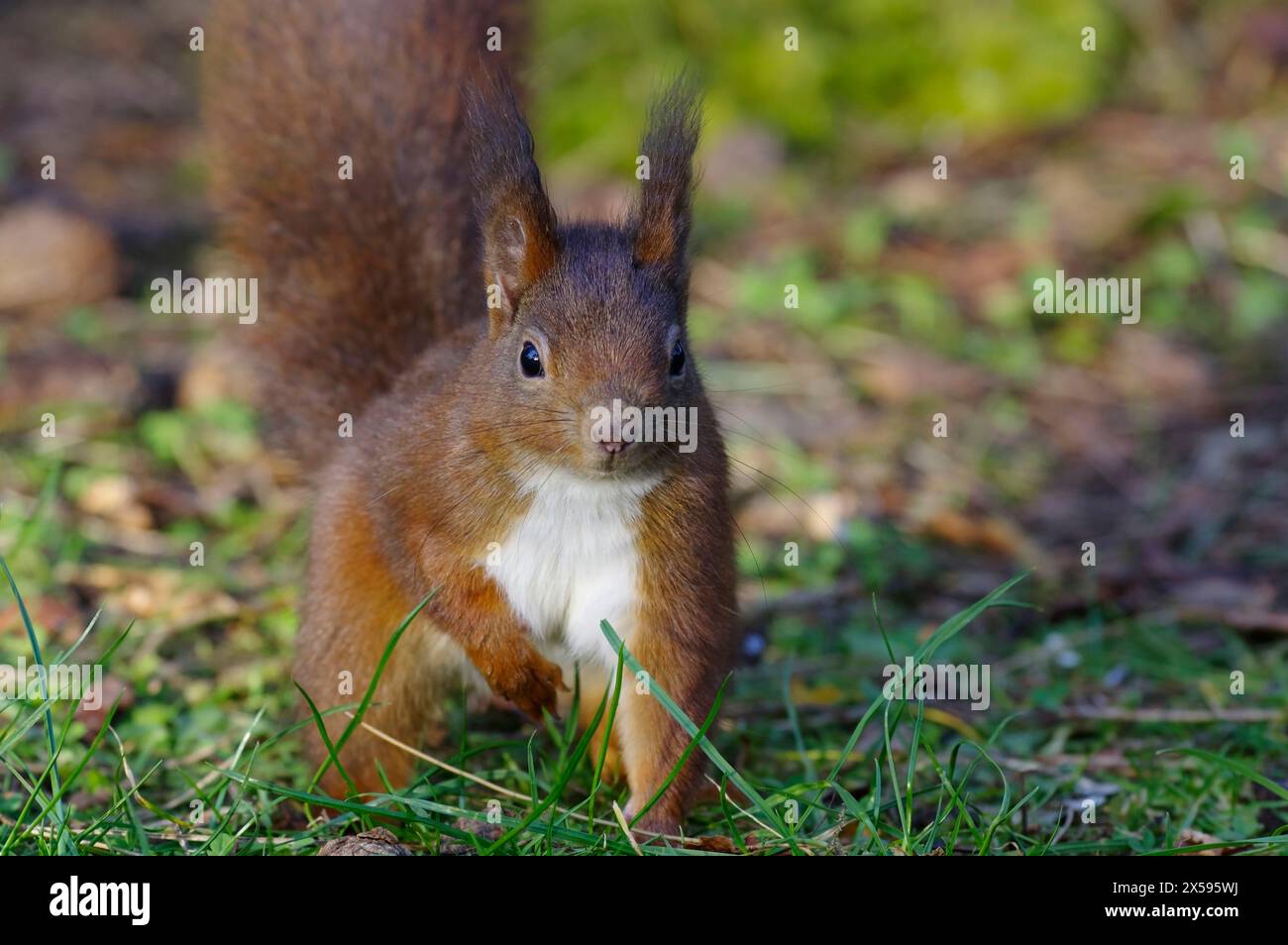 Red Eichhörnchen, Sciurus Vulgaris, Newborough, Anglesey, Nordwales, Vereinigtes Königreich. Stockfoto