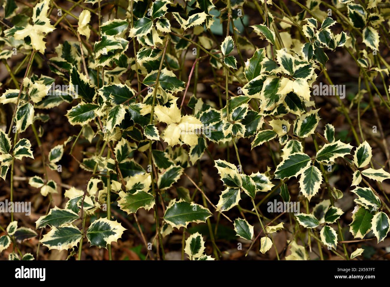 Nahaufnahme von Weeping Variegated Holly Leaves. Stockfoto