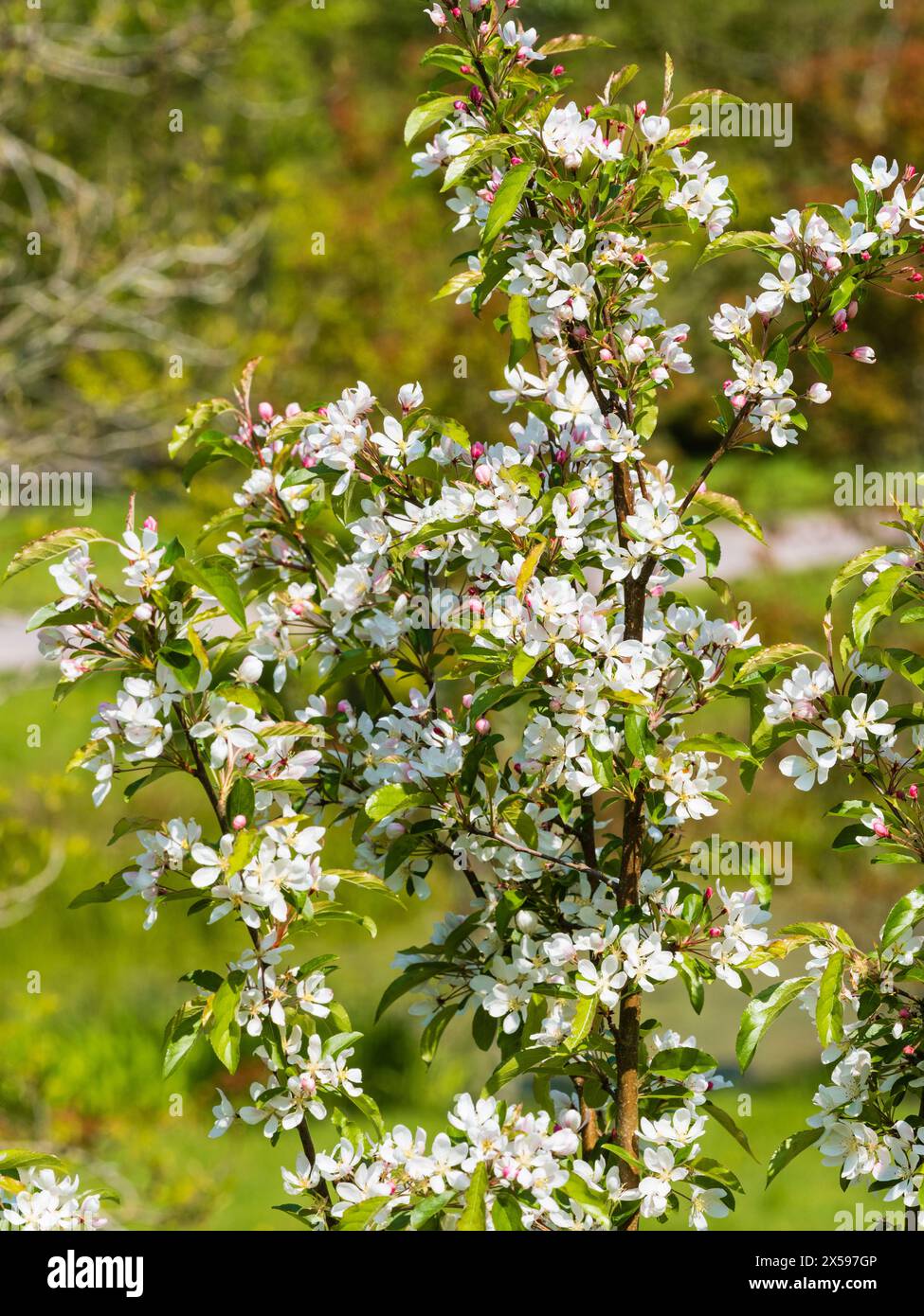 Weiße Frühlingsblüte des Apfelbaums der harten Krabben, Malus „Comtessa de Paris“ Stockfoto