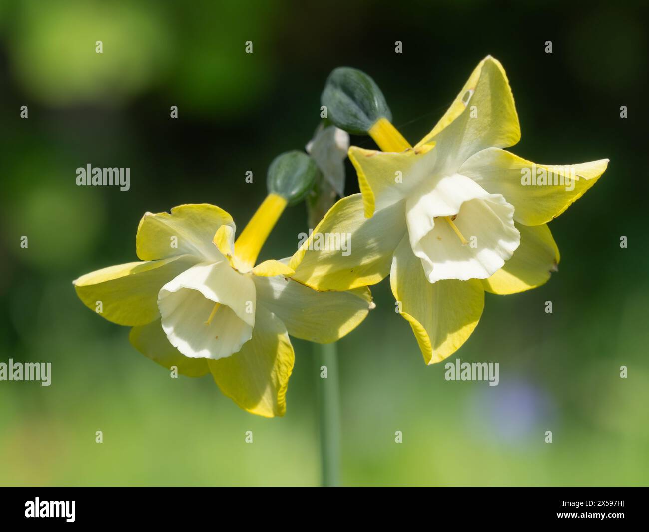 Zwillingsblumen des Typs Jonquilla Frühlingsblühende Narzissen, Narcissus „Pipit“ Stockfoto