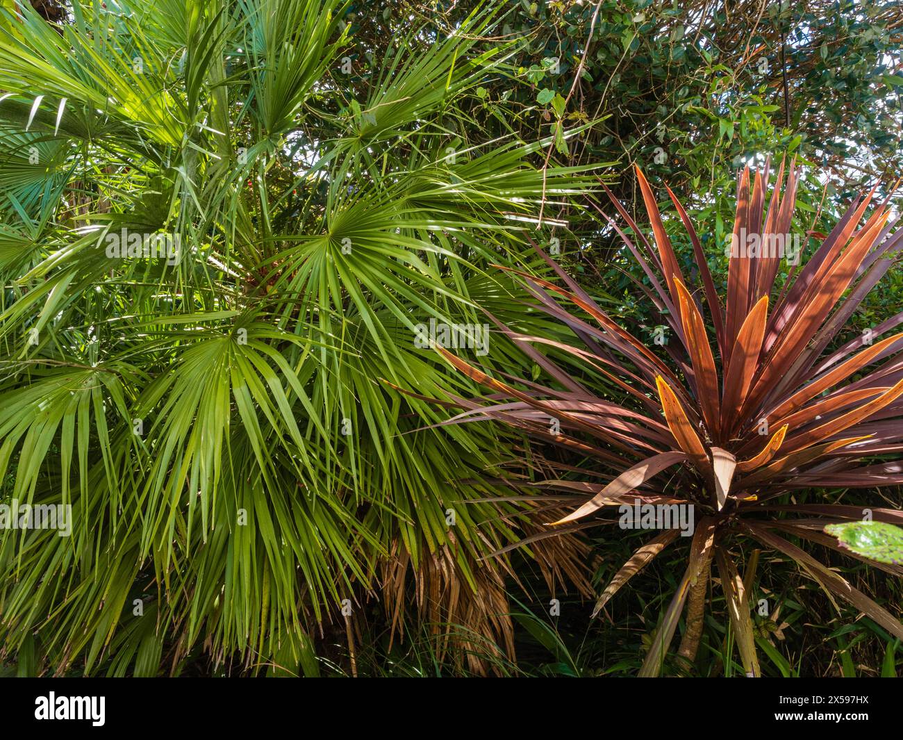 Kontrast zwischen den Blättern in einem exotischen Garten mit europäischen Fächerpalmen, Chamaerops Humilis und Cordyline „Roter Stern“ Stockfoto