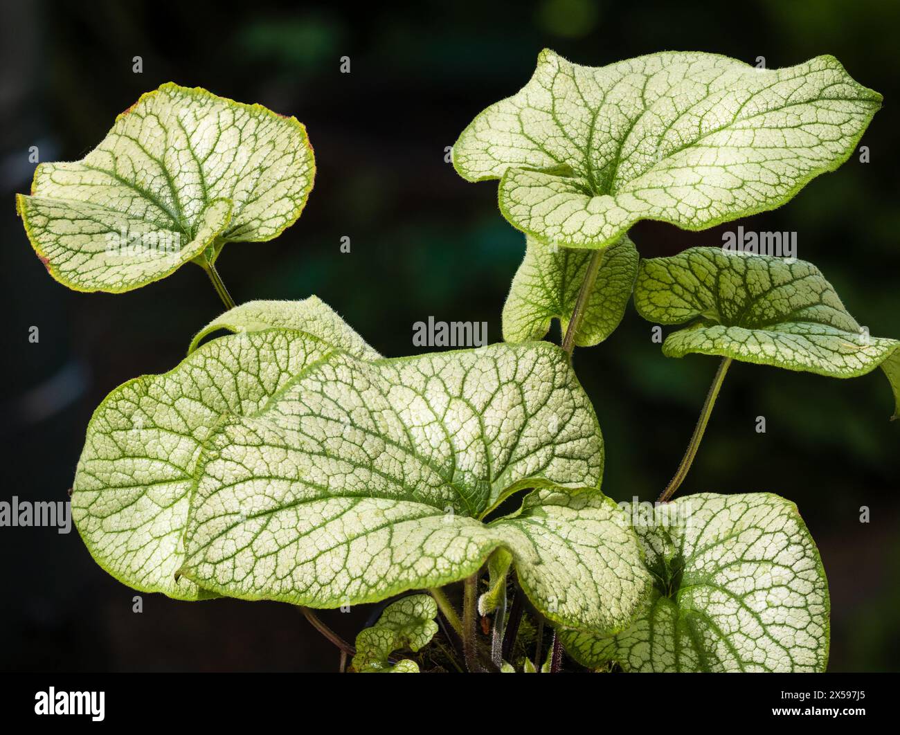 Grünes geädertes Silberblatt des sibirischen Bugloss, Brunnera macrophylla „Alchemy Pewter“ Stockfoto