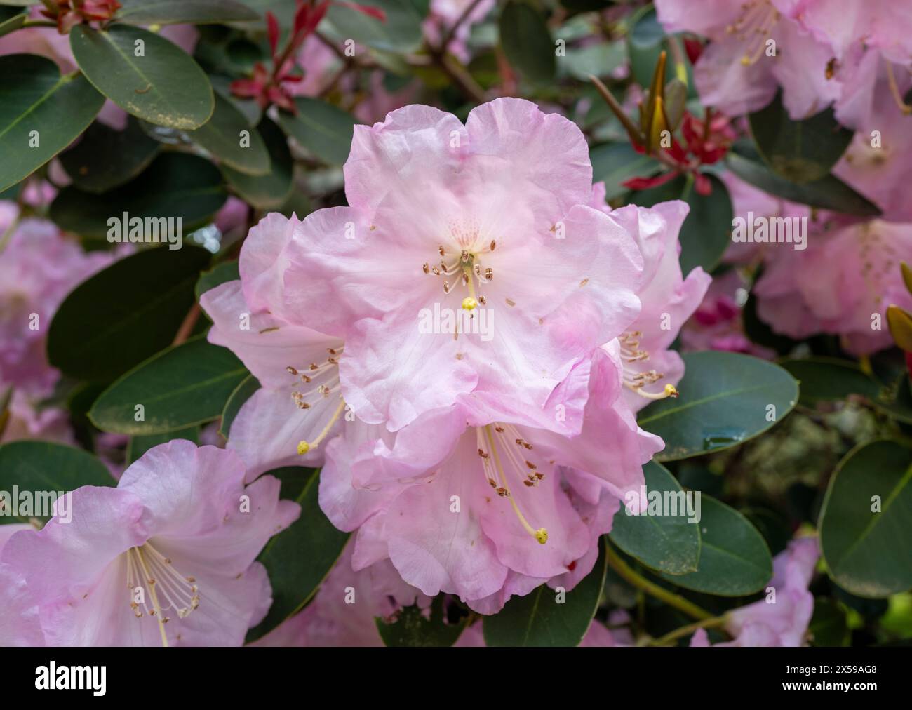 Farbenfroher Rhododendron-Busch in voller Blüte Stockfoto