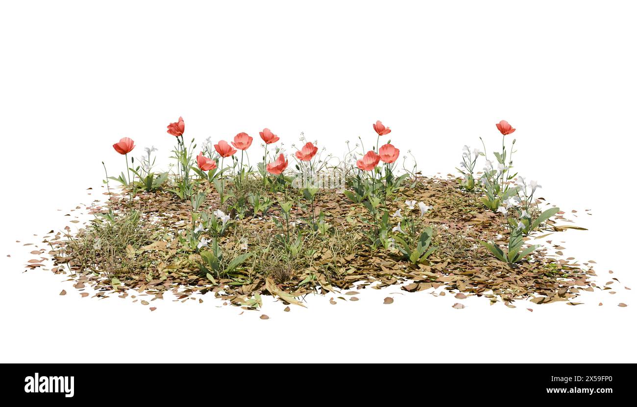 3D-Rendering von Mohnblumen mit Beschneidungspfad. 3D-Illustration von roten Blumen, weißen Blumen, Gras und toten Blättern. Stockfoto