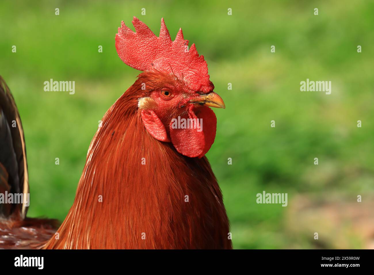 Hahn auf der Bauernwiese Stockfoto