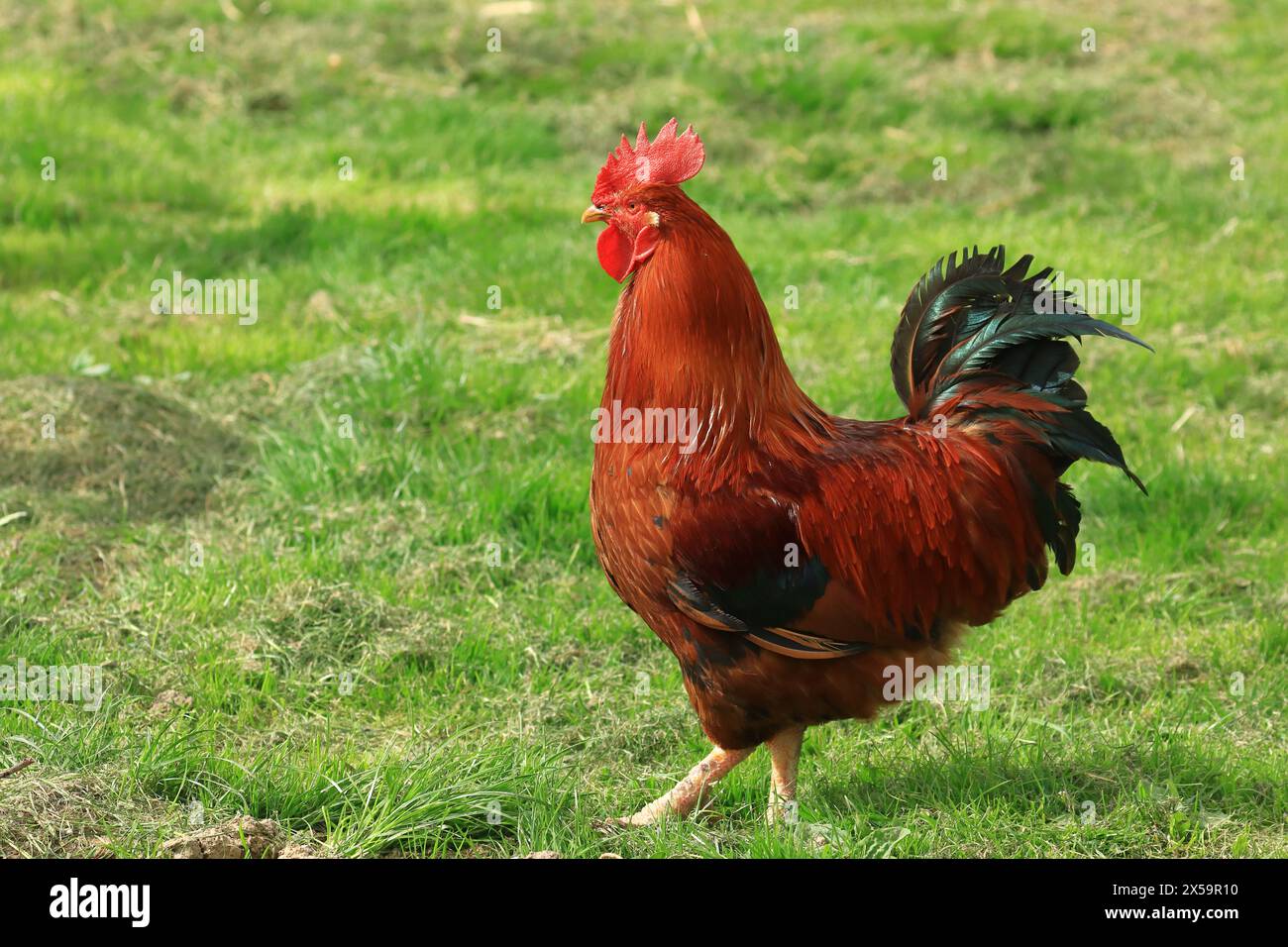 Hahn auf der Bauernwiese Stockfoto