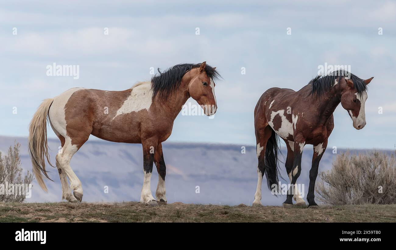 Die Wildpferdeherde des Onaqui Mountain hat eine leichte bis mittelschwere Struktur und ist in Farben wie Sauerampfer, roan, Buchleder, Schwarz, Palomino, und grau. Stockfoto