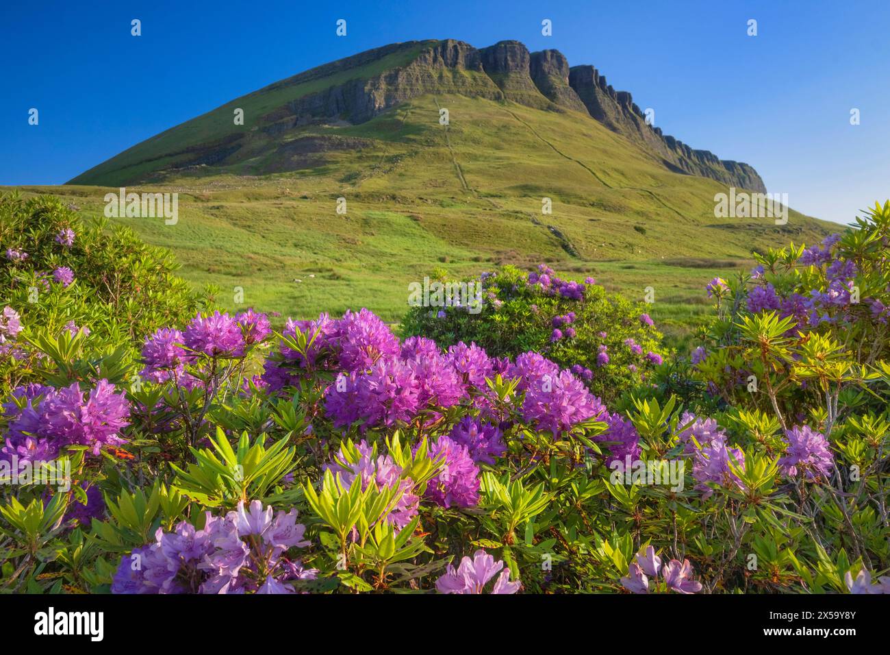 Republik Irland, County Sligo, Ben Bulben Berg von Lukes Bridge aus gesehen mit Rhododendron im Vordergrund. Stockfoto