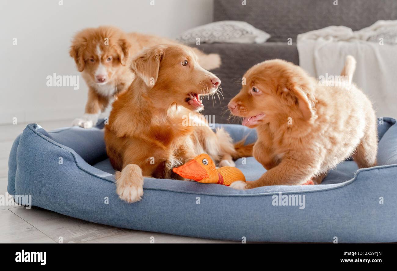Toller Hund mit Welpen und Bright Toy Duck in Blue Bed ist Ein Nova Scotia Duck Tolling Retriever Stockfoto