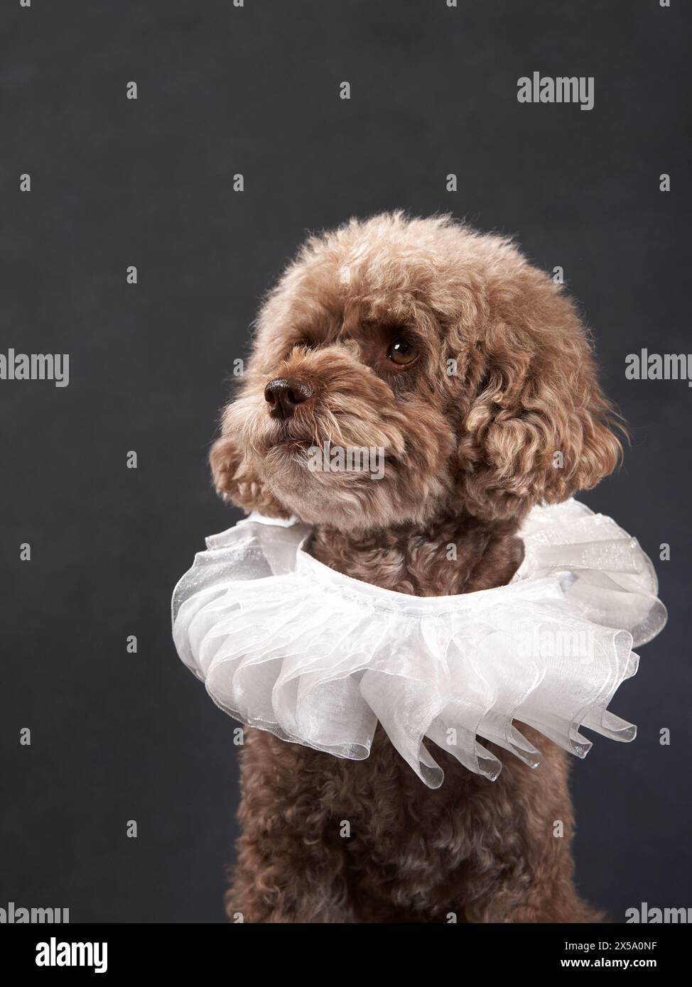 Ein Pudel in Studiokleidung, Hund mit Rüschenkragen. Ein lockig gestrichenes Haustier mit elegantem, weißem Rüschenkragen vor dunklem Hintergrund blickt weg Stockfoto