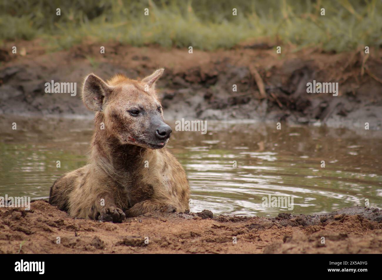 Eine gefleckte Hyäne, die an einem heißen Tag in Südafrika in einer Walde baden kann Stockfoto