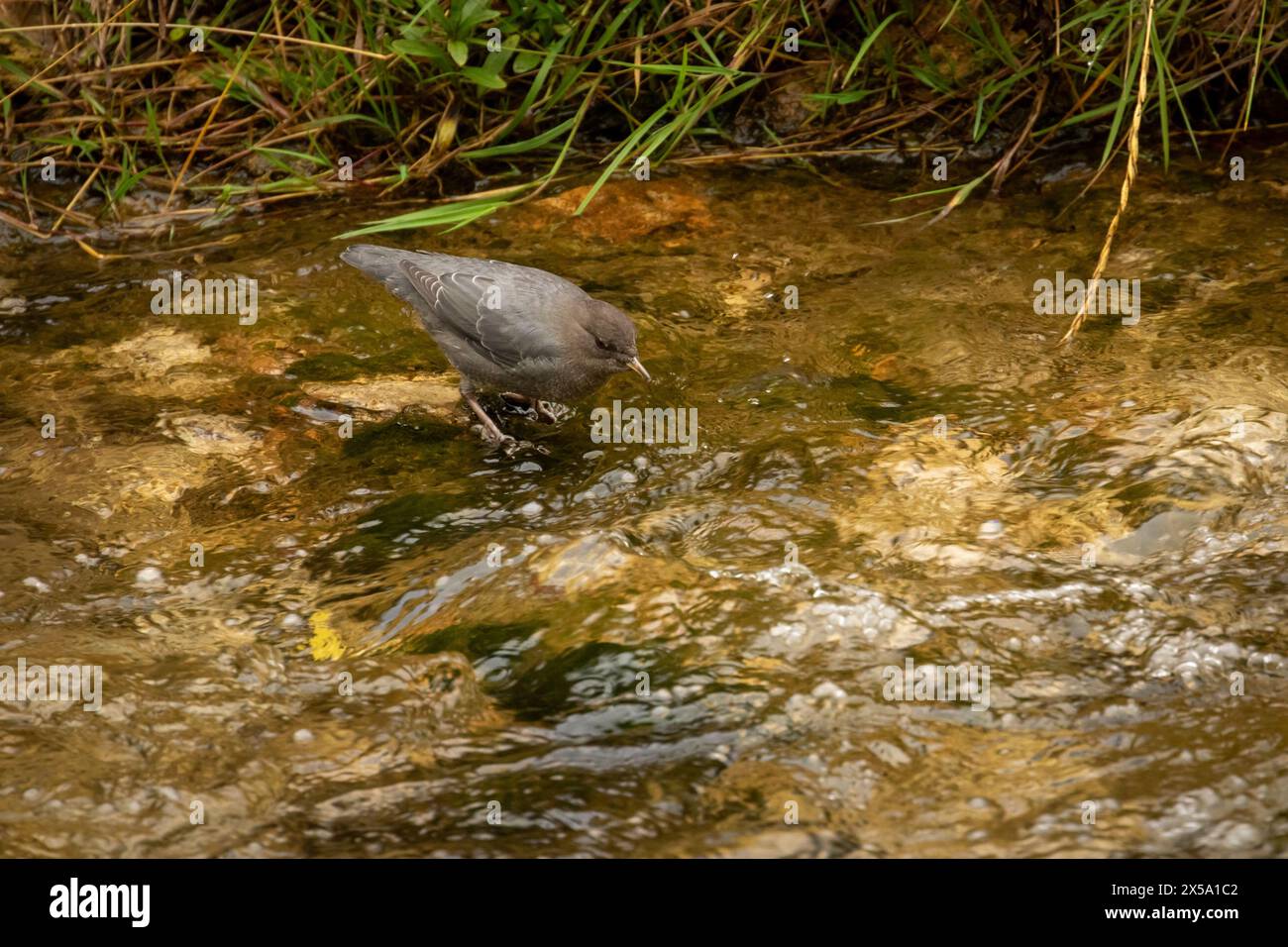 American Dipper in the Creek Stockfoto