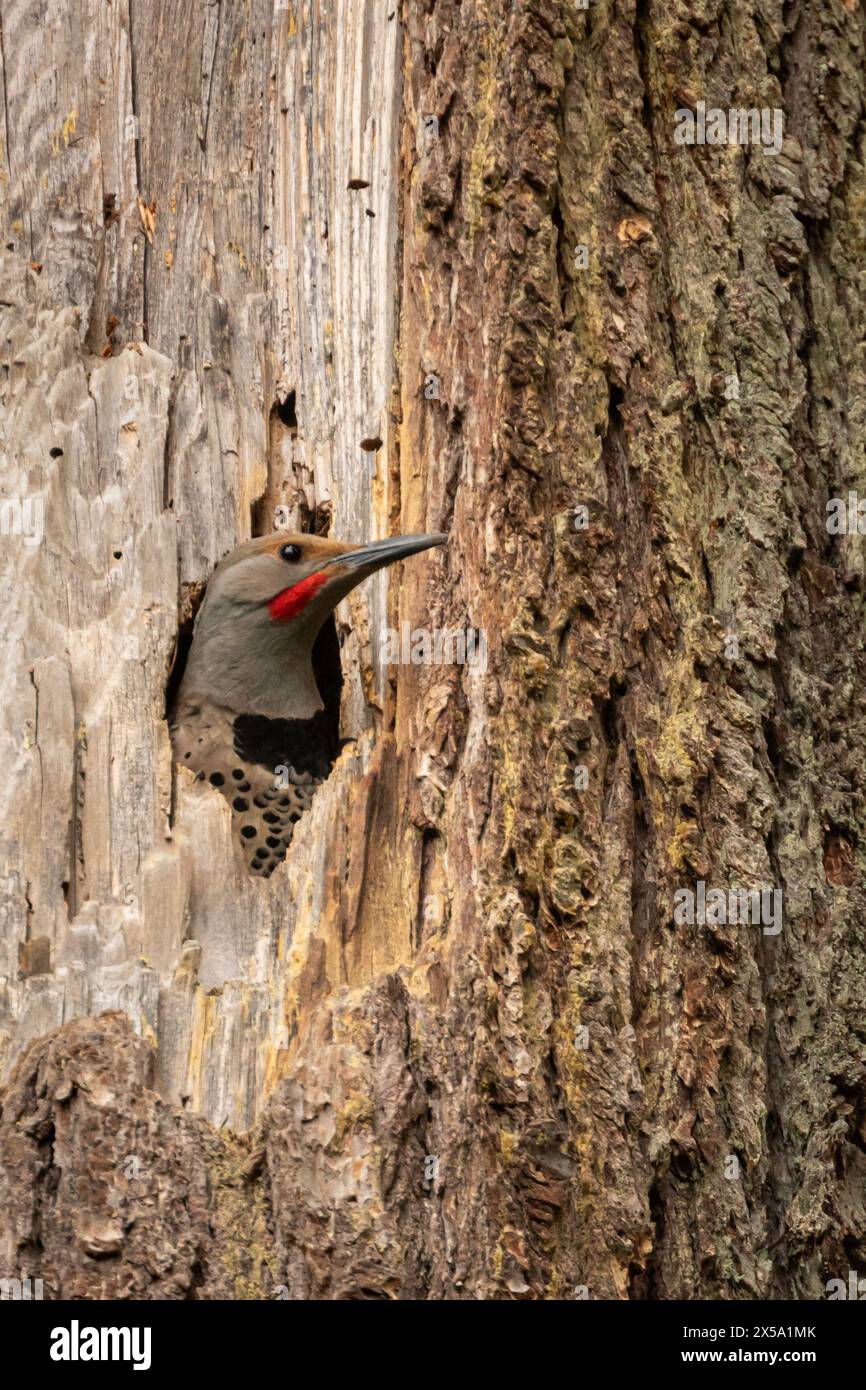 northern flimmert aus einem hohlen Baum Stockfoto