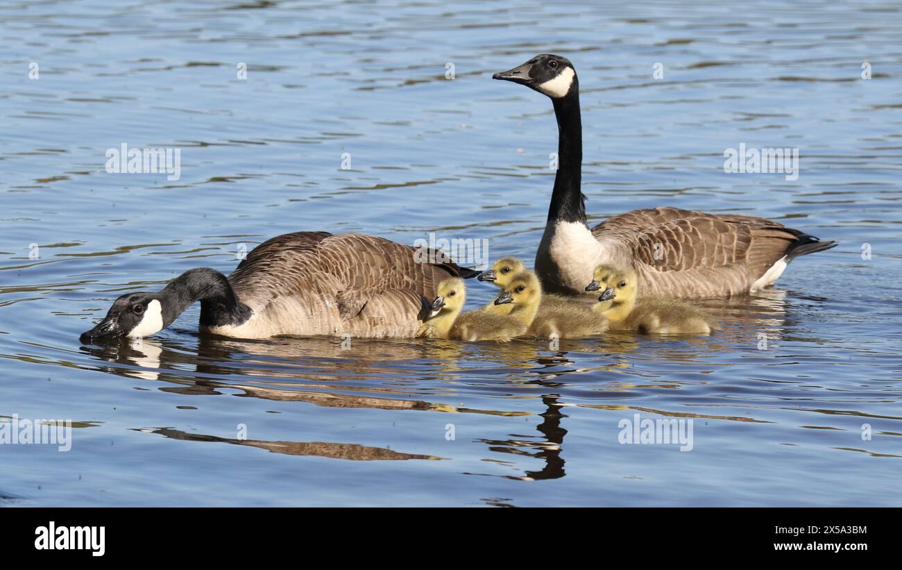 Kanadische Gänsefamilie (Branta canadensis) schwimmt im Frühling auf dem See Stockfoto
