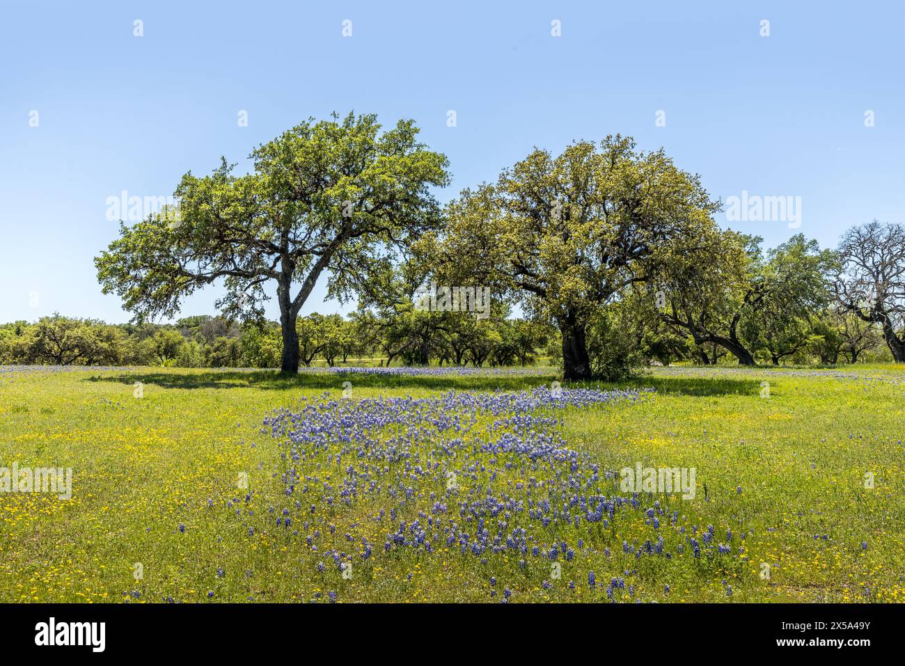 Eine Wiese im Texas Hill Country voller Wildblumen und blauer Hauben Stockfoto