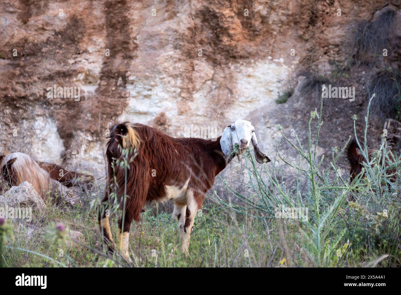 Eine braune Ziege grast zufrieden auf einem rustikalen Feld und wirft einen neugierigen Blick auf die Kamera, während sie gemütlich an der üppigen Vegetation um sie herum knabbert Stockfoto