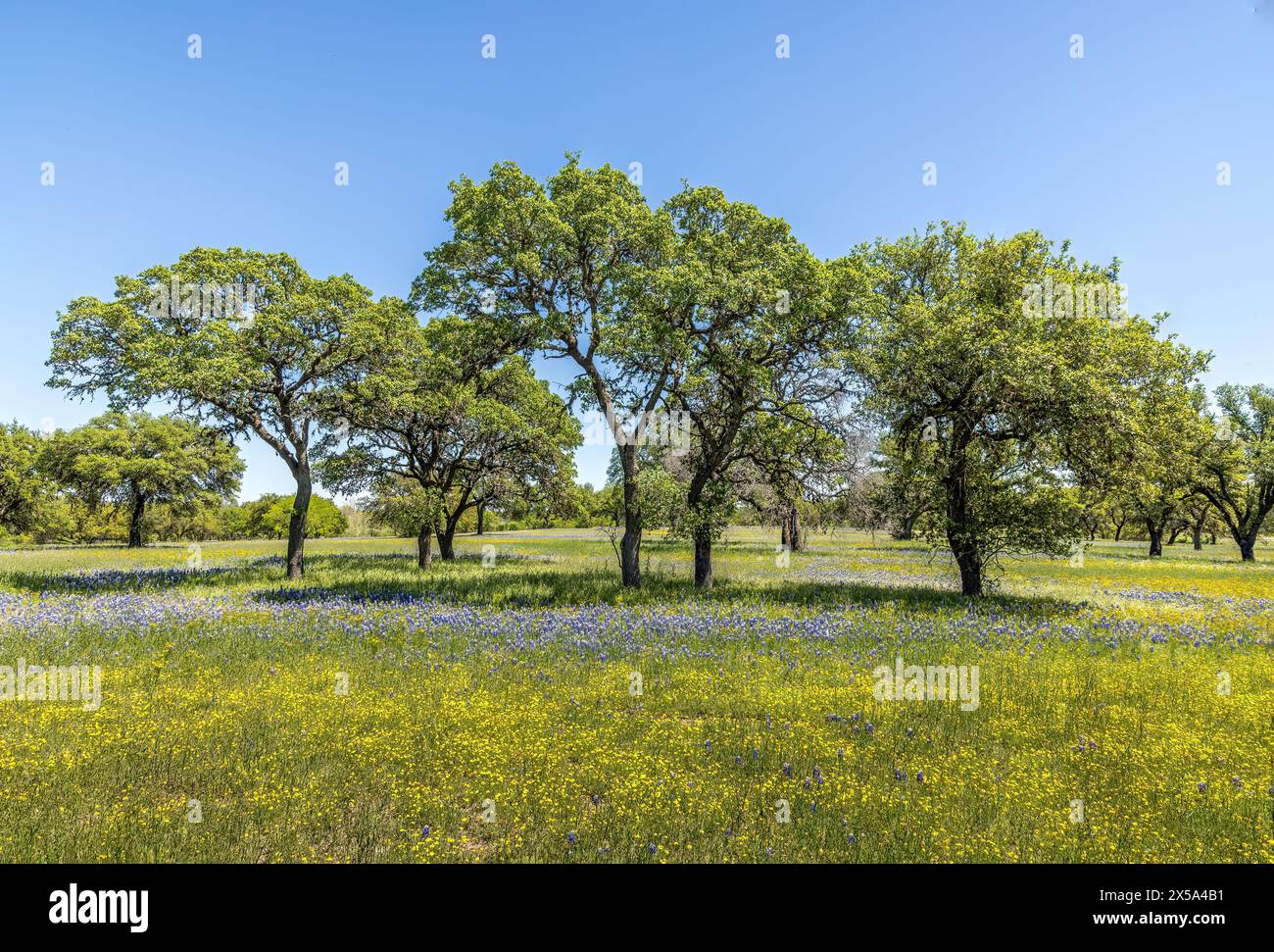 Eine Wiese im Texas Hill Country voller Wildblumen und blauer Hauben Stockfoto