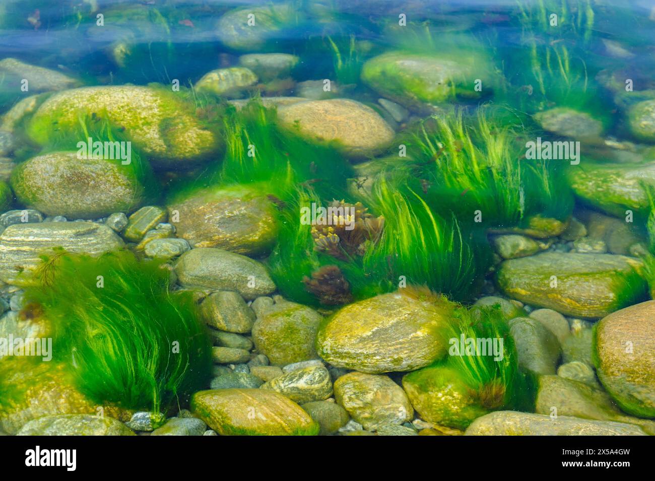 Sonnenlicht filtert durch klares Wasser und beleuchtet Algen und Felsen an einem ruhigen felsigen Strand. Stockfoto