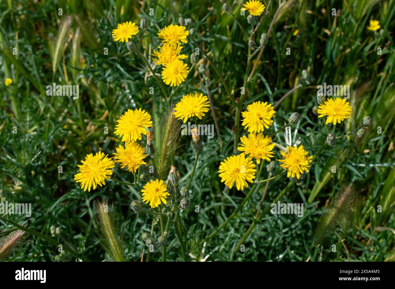 Löwenzahn Blumen auf dem Feld Stockfoto