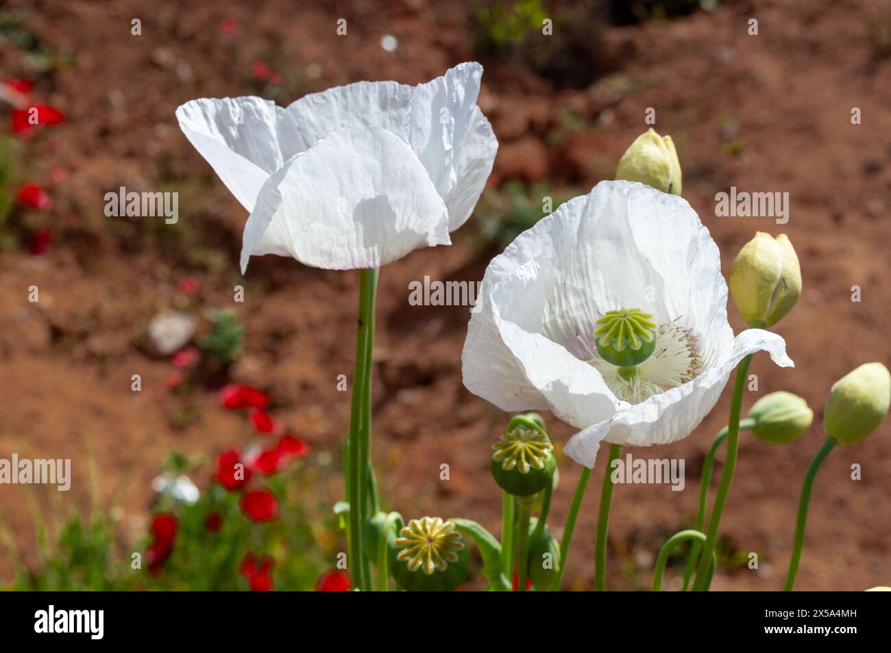 Weißer Mohn blüht im Frühling, weiße Blumen Stockfoto