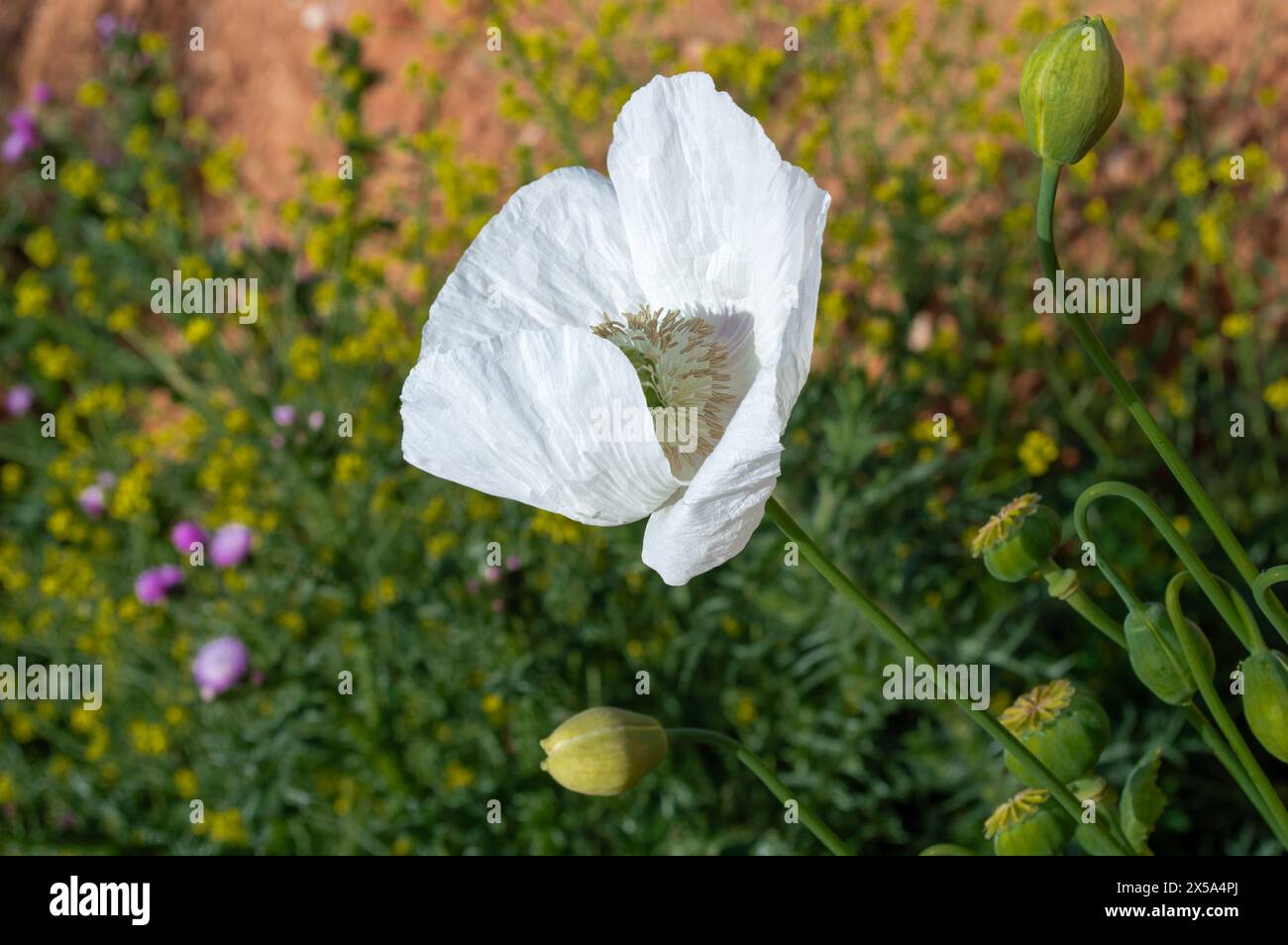 Weißer Mohn blüht im Frühling, weiße Blumen Stockfoto