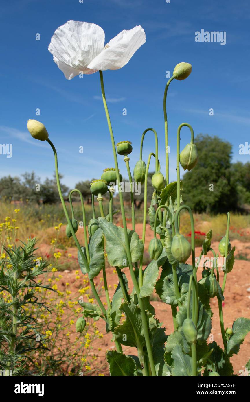 Weißer Mohn blüht im Frühling, weiße Blumen Stockfoto