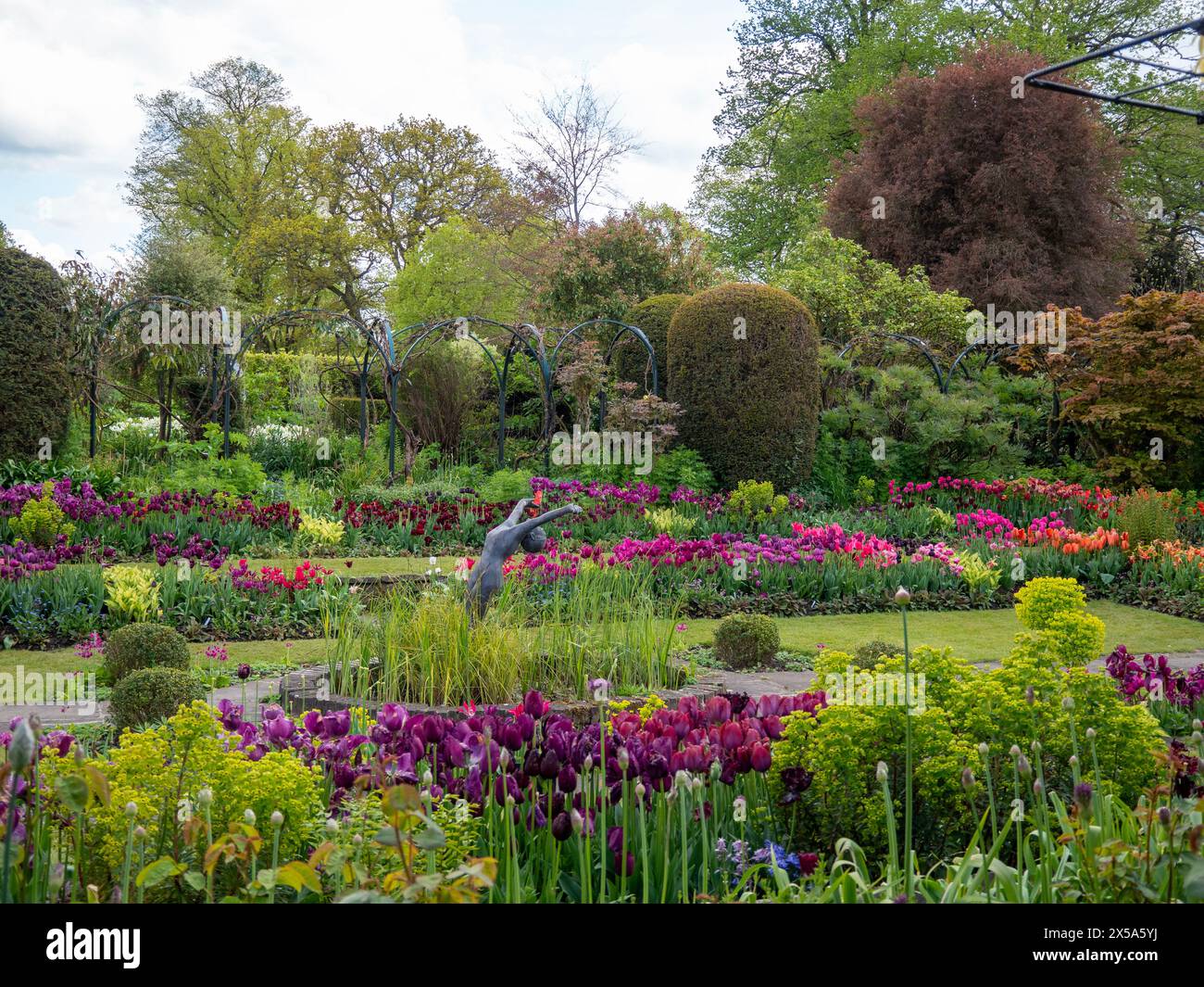 Chenies Manor Sunken Garden and Pond, Buckinghamshire. Reihen von leuchtenden Orangen, rosa, roten und violetten Tulpen an einem sonnigen Nachmittag im April. Stockfoto