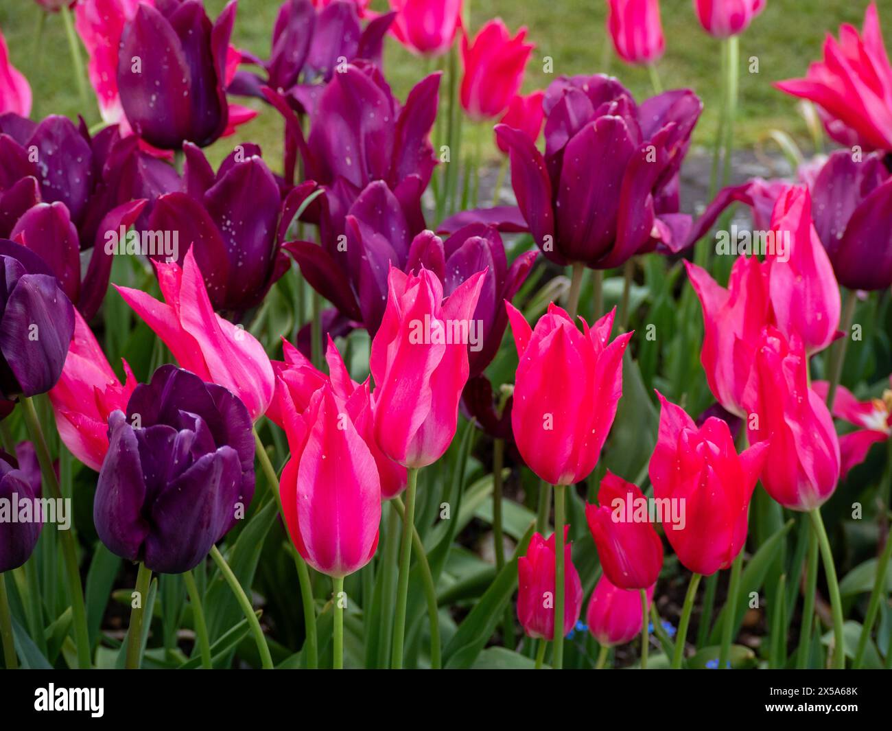 Schockierend rosa Tulipa Marrietta mit violettem Merlot, die im April im Chenies Manor Garden eine atemberaubende Farbkombination bilden. Stockfoto