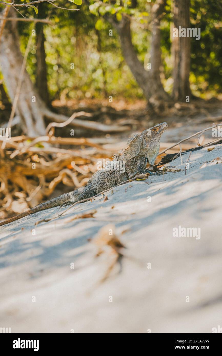 Ein wilder Leguan verschmilzt mit seiner Umgebung, während er sich an einem sonnigen Tag in den tropischen Wäldern Costa Ricas erwärmt Stockfoto