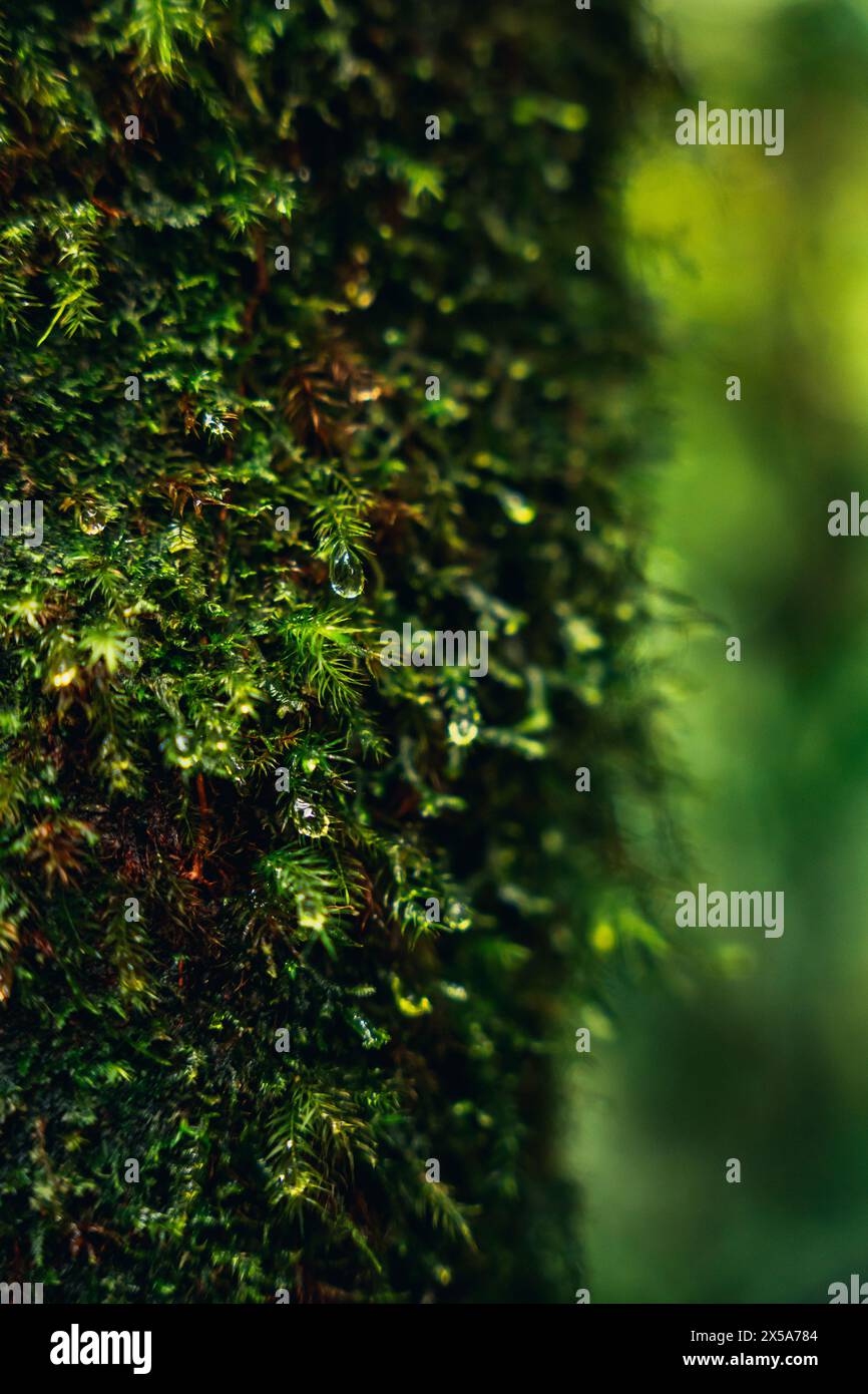 Ein detailliertes Nahaufnahme-Bild, das die Textur und das Grün des Mooses auf einem Baumstamm erfasst und die üppige Artenvielfalt der Wälder Costa Ricas zeigt Stockfoto