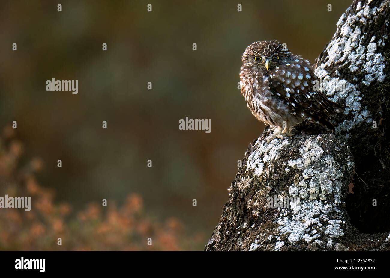 Eine entzückende kleine Eule, die auf einem moosbedeckten Baumstamm mit weichem Hintergrund ruht und ihr kompliziertes Gefieder und ihre wachsamen Augen zeigt Stockfoto