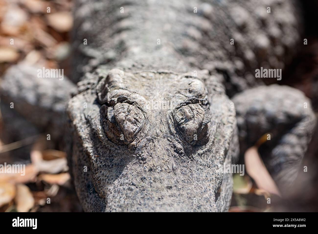 Detaillierte Nahaufnahme, die die raue, schuppige Haut und die intensiven Augen eines Alligators fokussiert und die Texturen und Töne seiner Haut verbessert Stockfoto